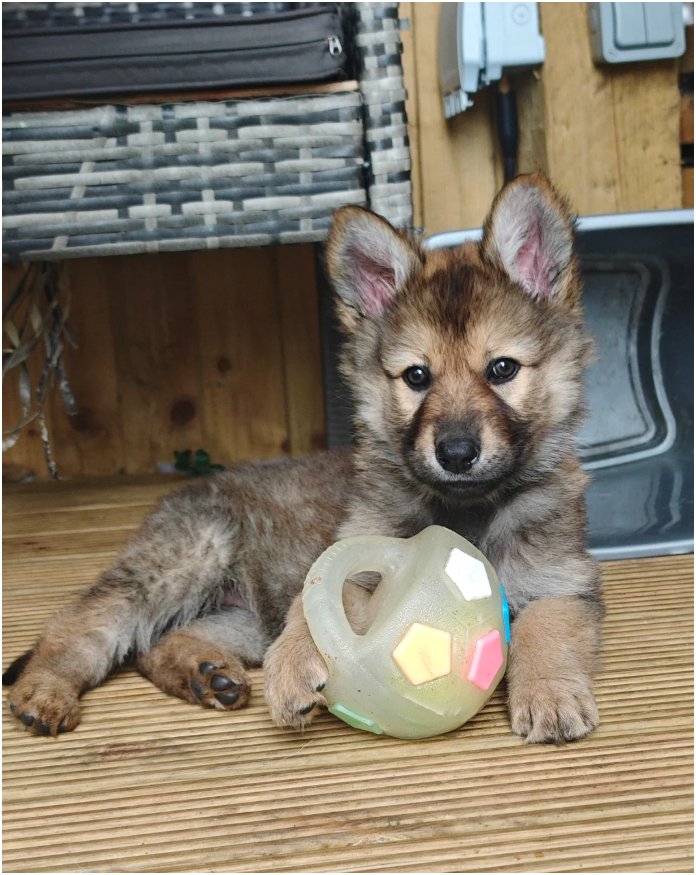 Purebred XL Long-Hair GSD Puppies image 5