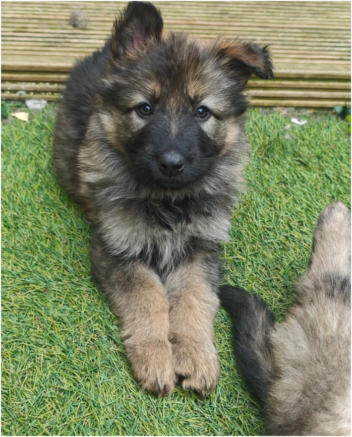 Purebred XL Long-Hair GSD Puppies image 6