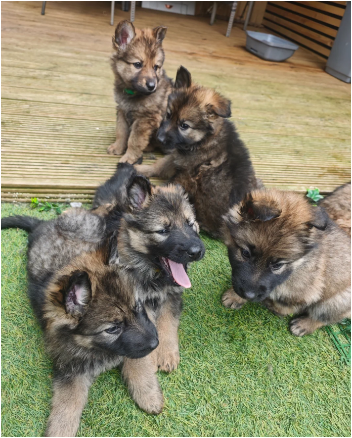Purebred XL Long-Hair GSD Puppies image 7