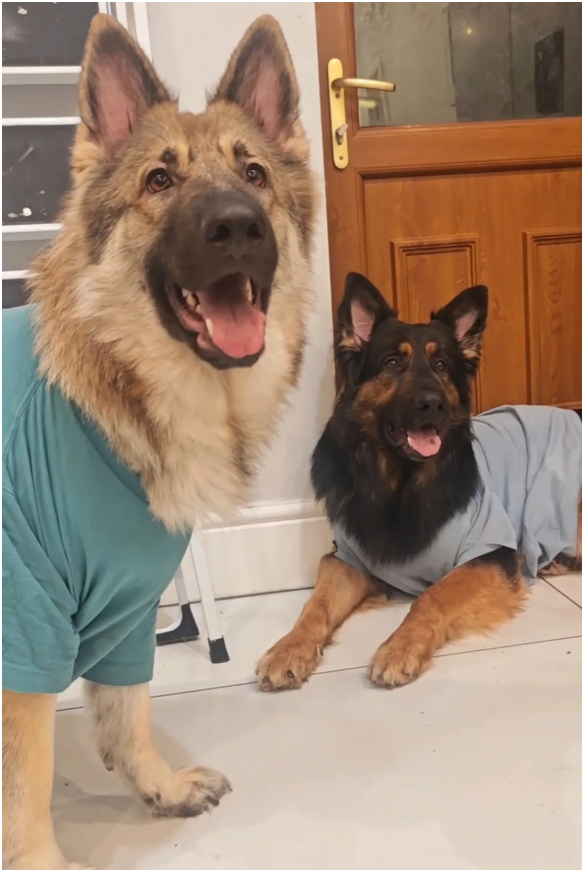 Purebred XL Long-Hair GSD Puppies image 8