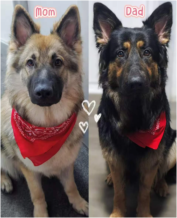 Purebred XL Long-Hair GSD Puppies image 9