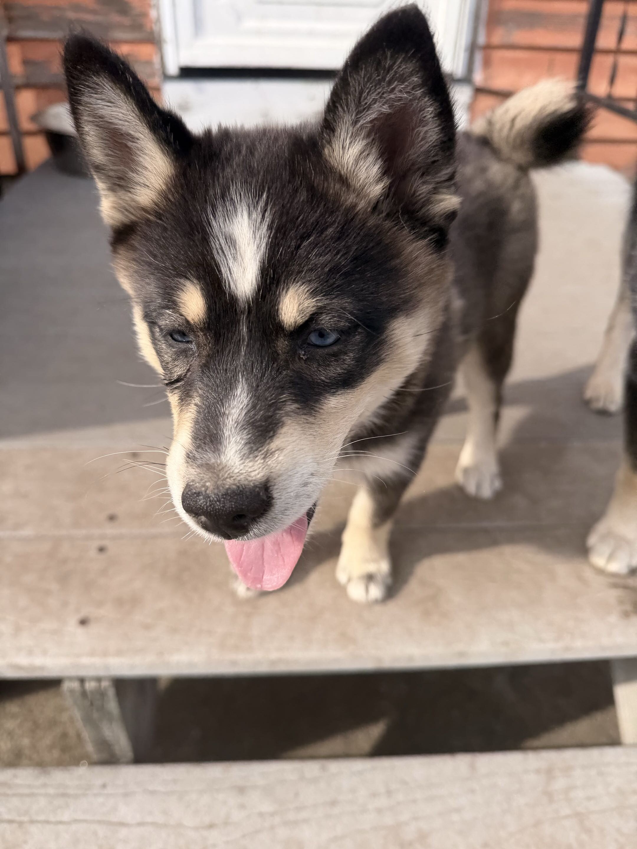 Pomsky Puppy - Rachel image 2