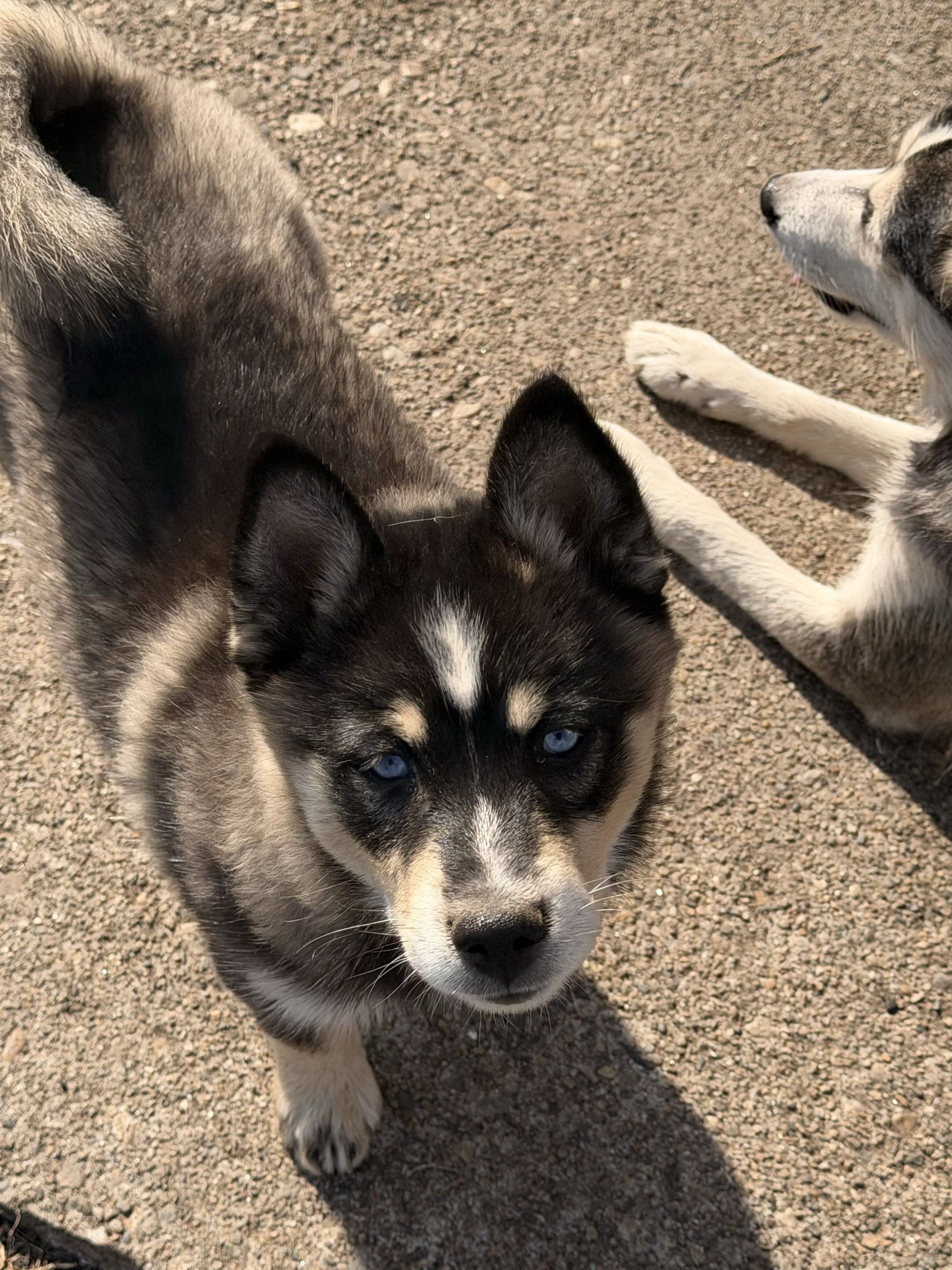 Pomsky Puppy - Rachel image 1