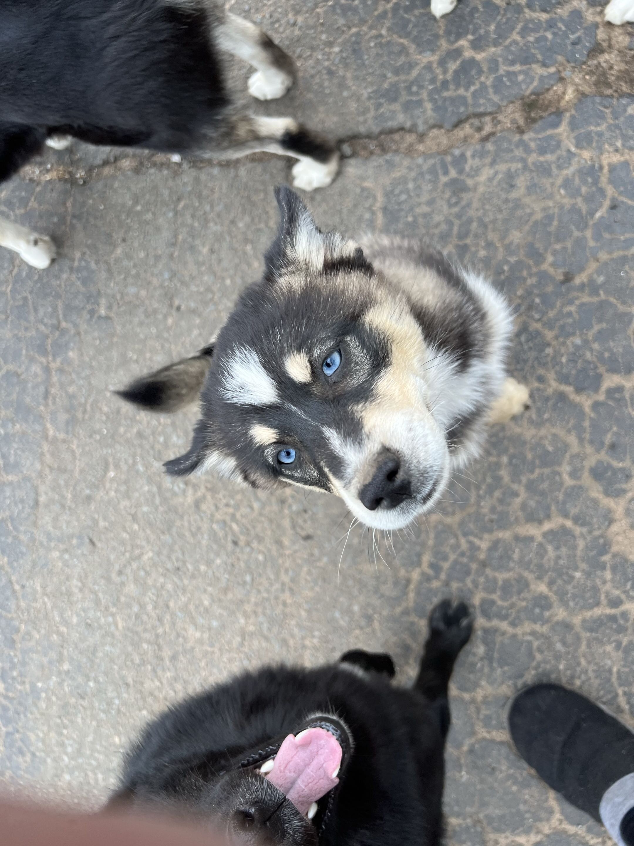 Pomsky Puppy - Rachel image 3