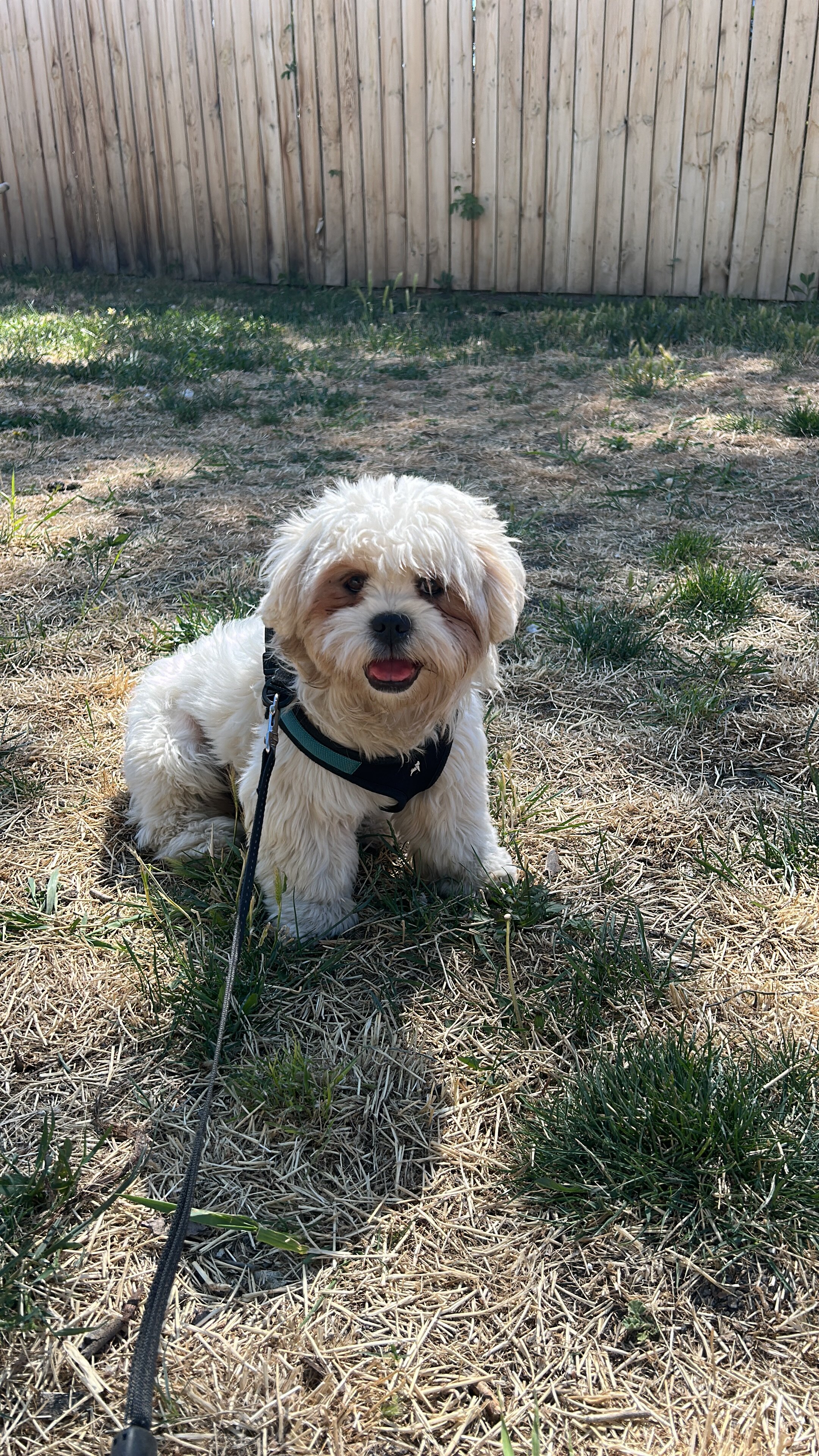 Lhasa Apso image 1