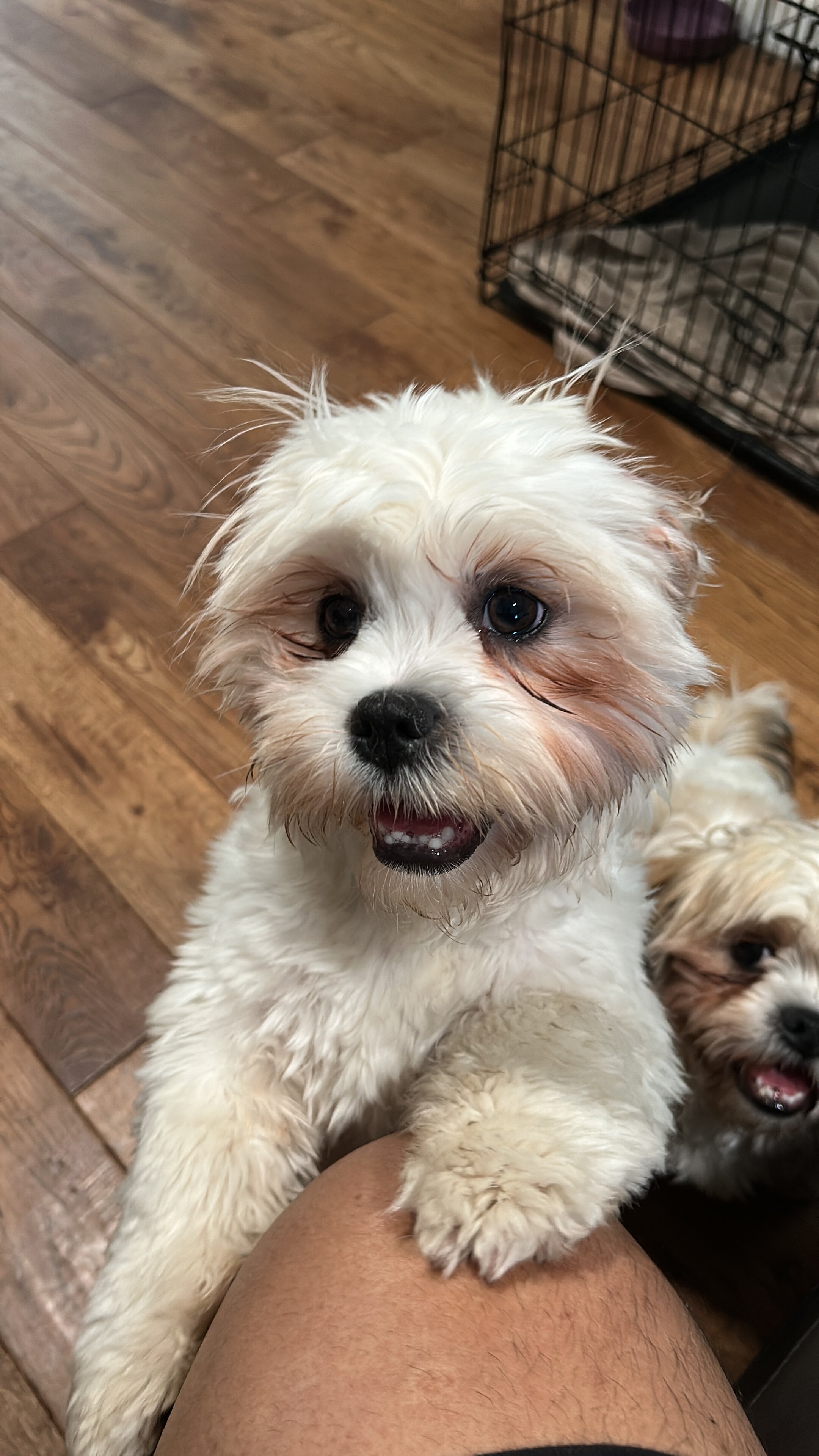 Lhasa Apso image 6
