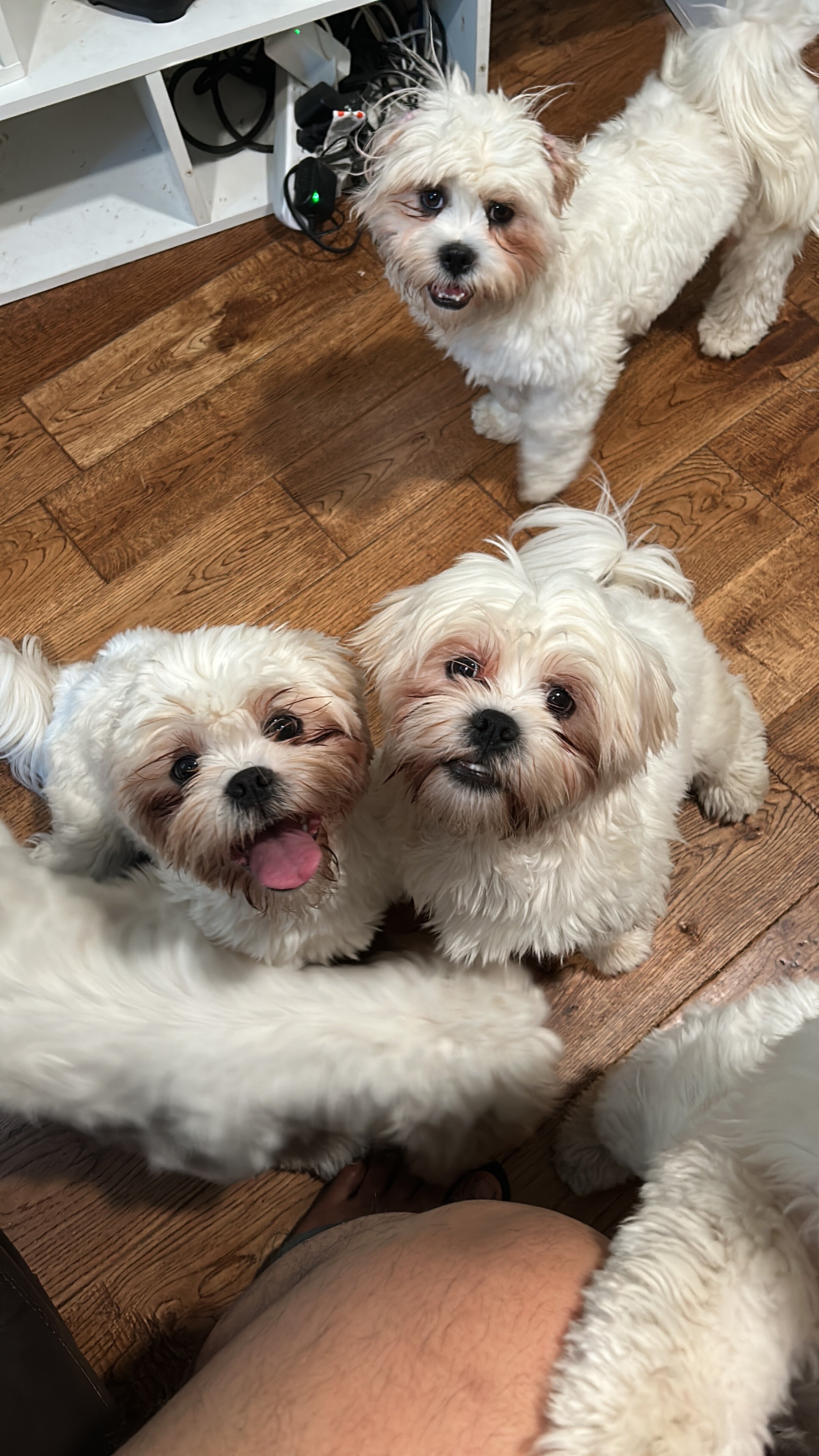 Lhasa Apso image 4