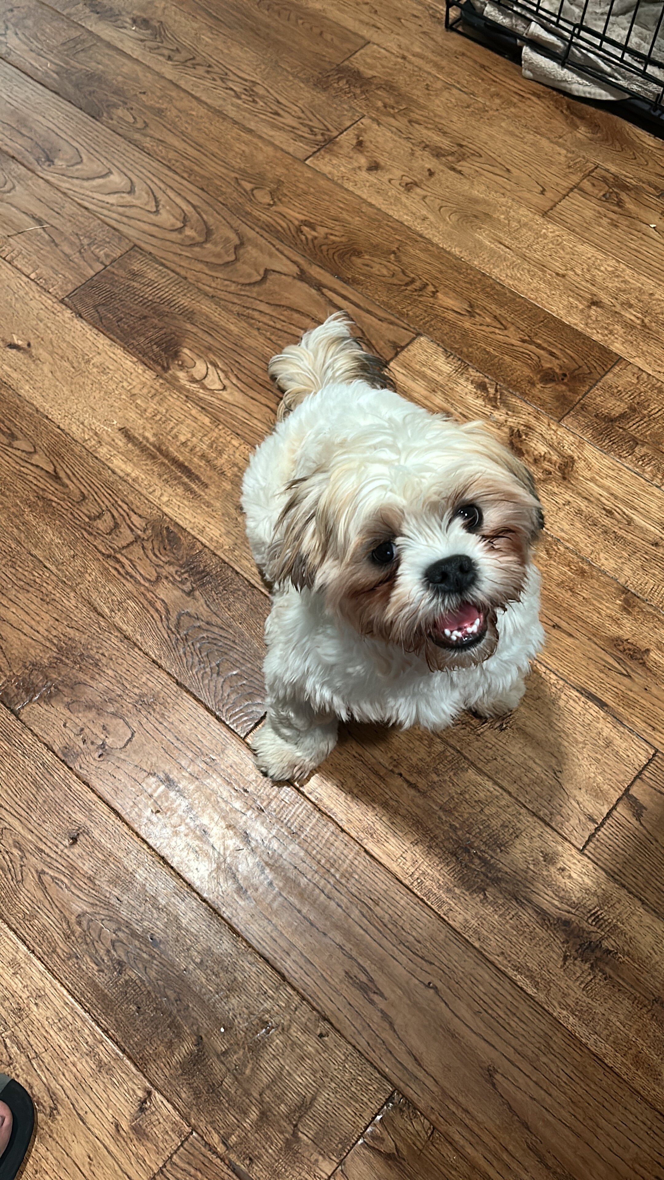 Lhasa Apso image 9