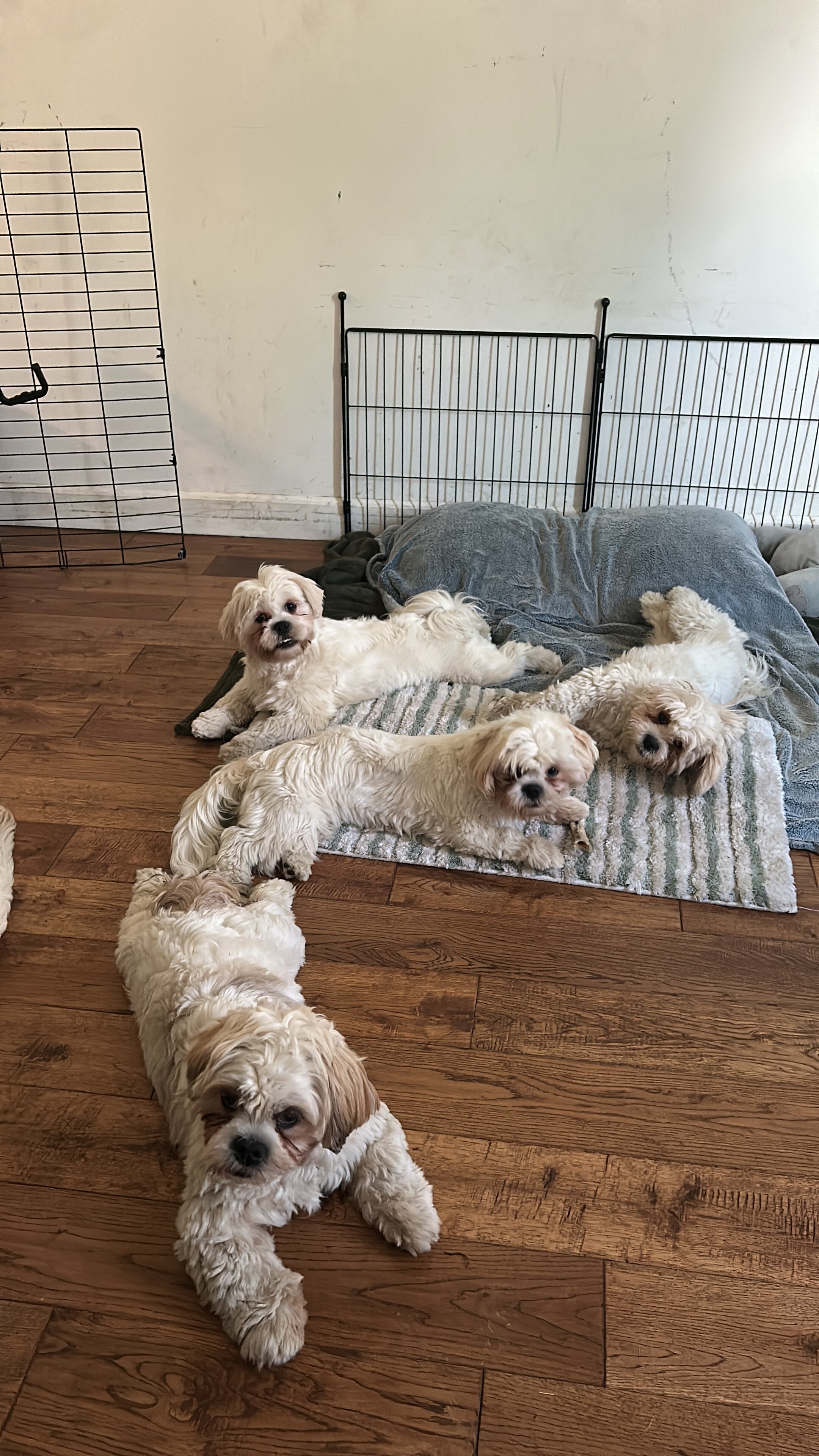 Lhasa Apso image 2