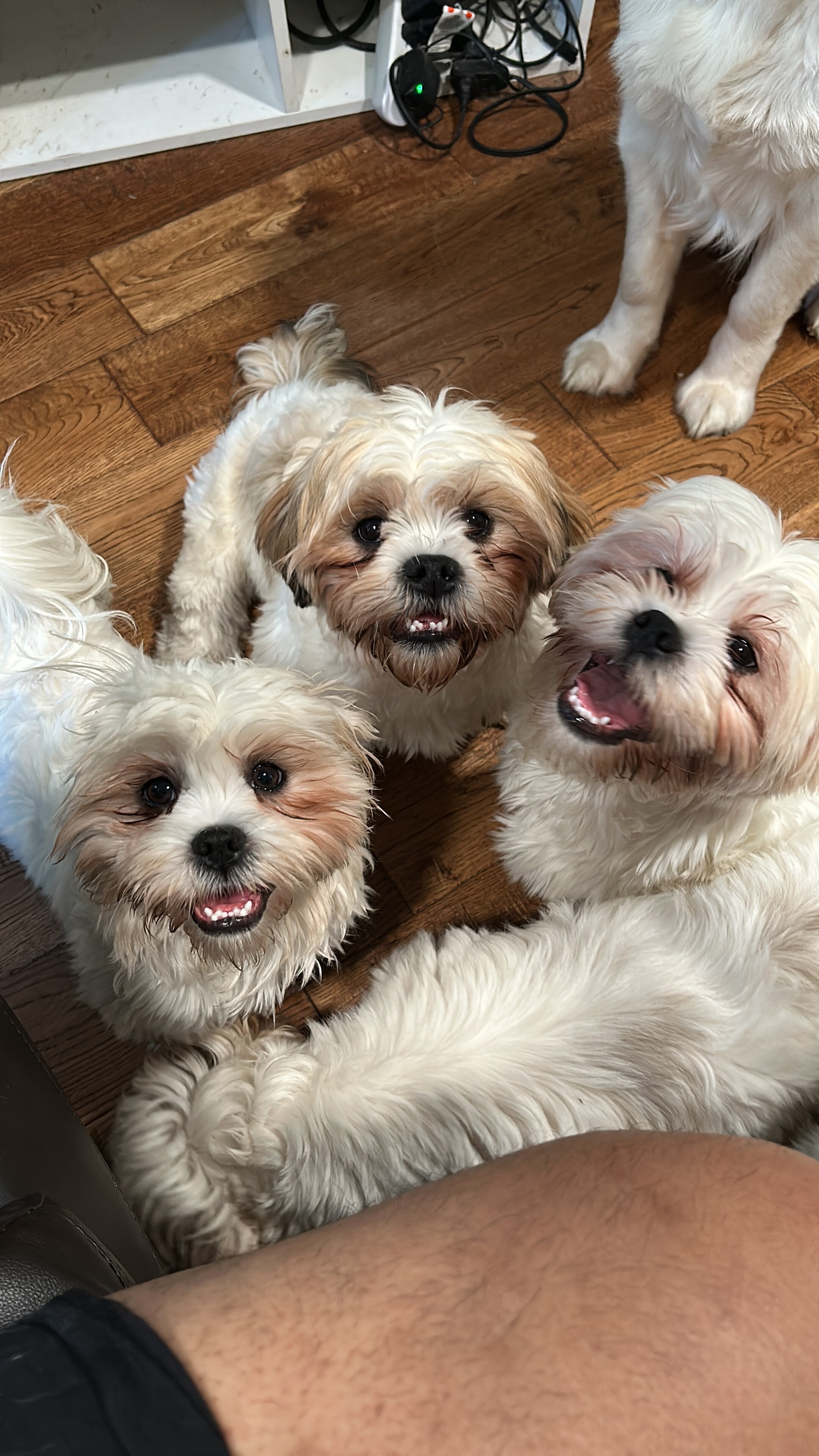 Lhasa Apso image 7