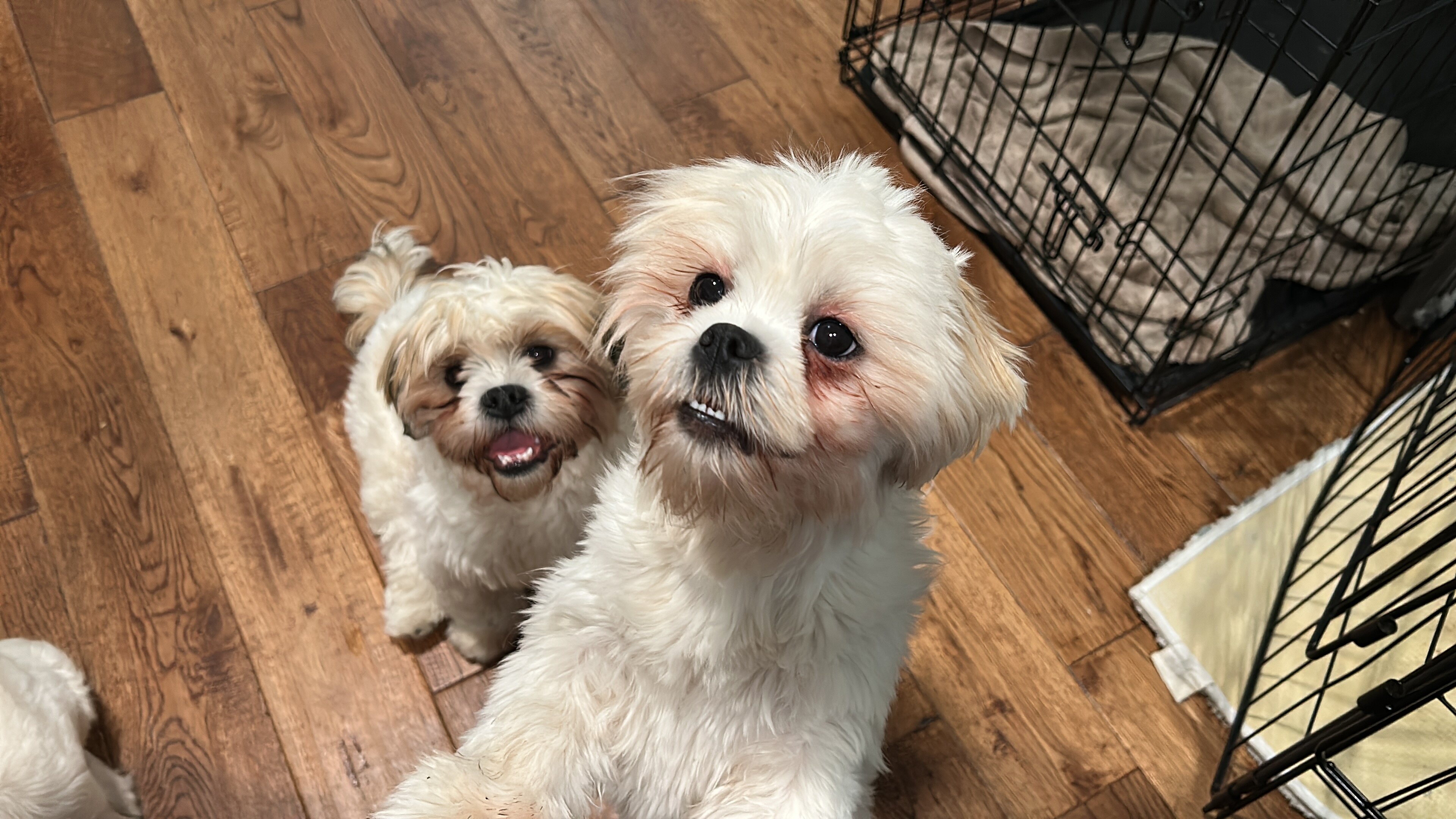 Lhasa Apso image 3