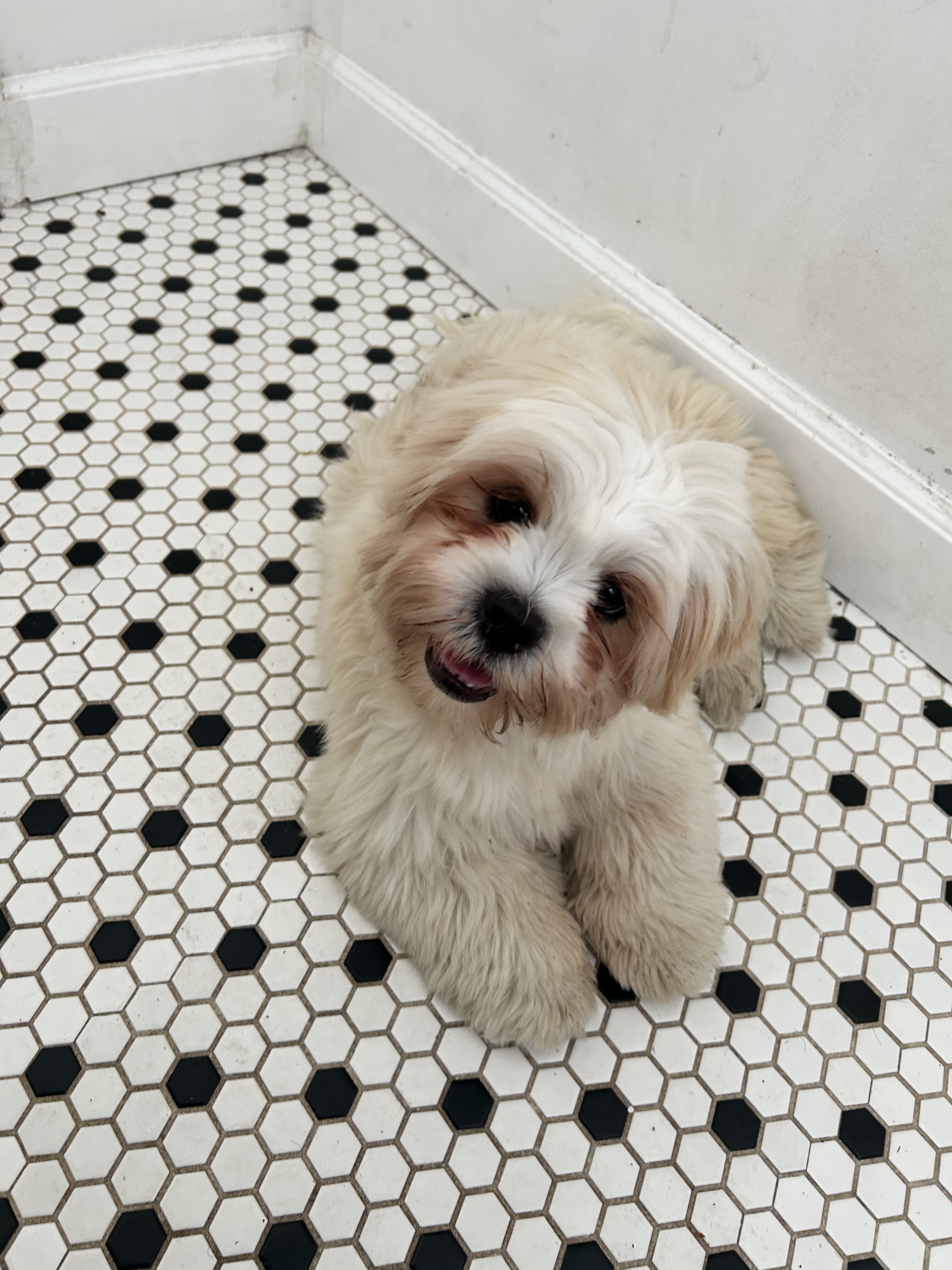 Lhasa Apso image 8