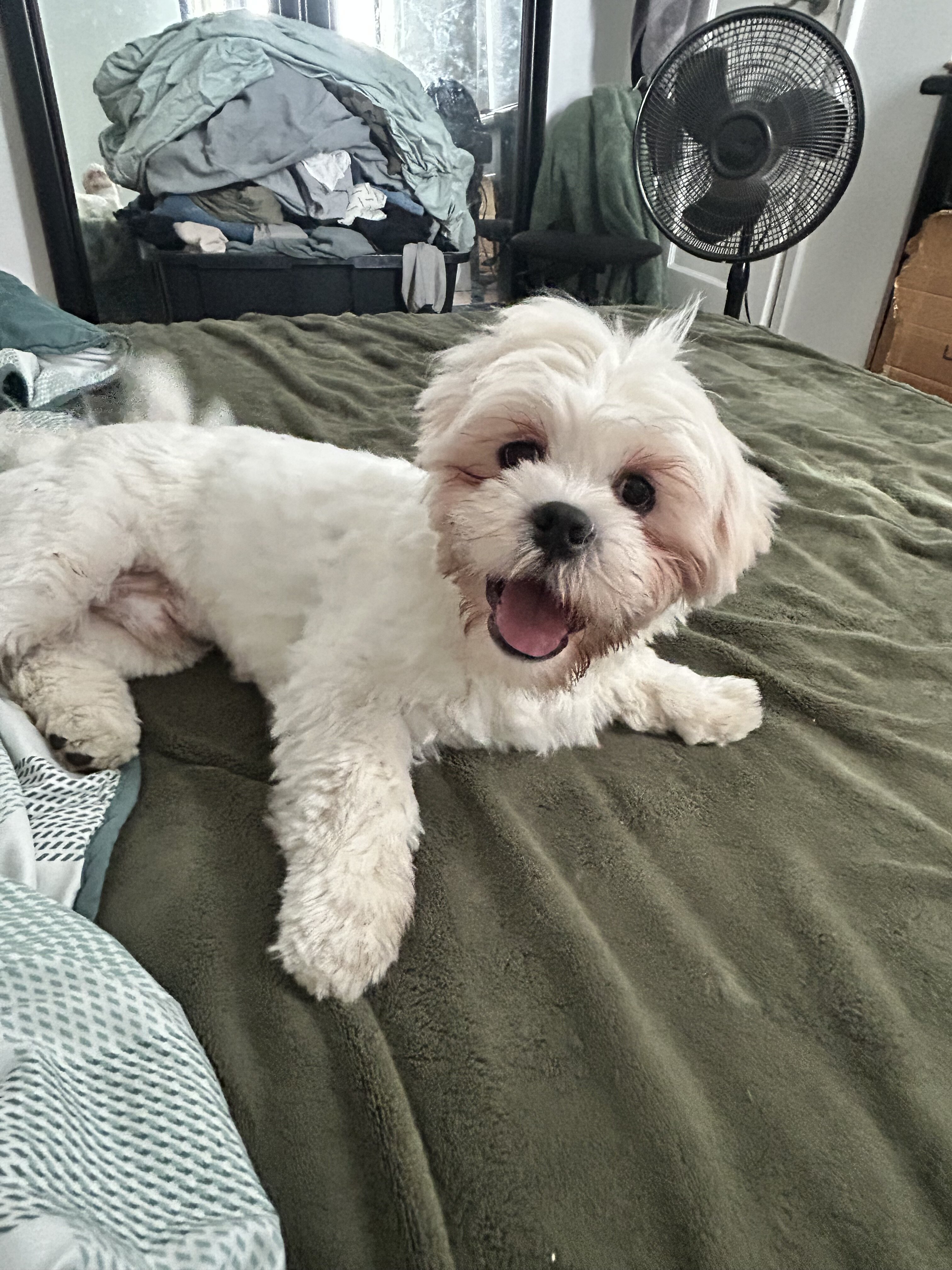 Lhasa Apso image 5