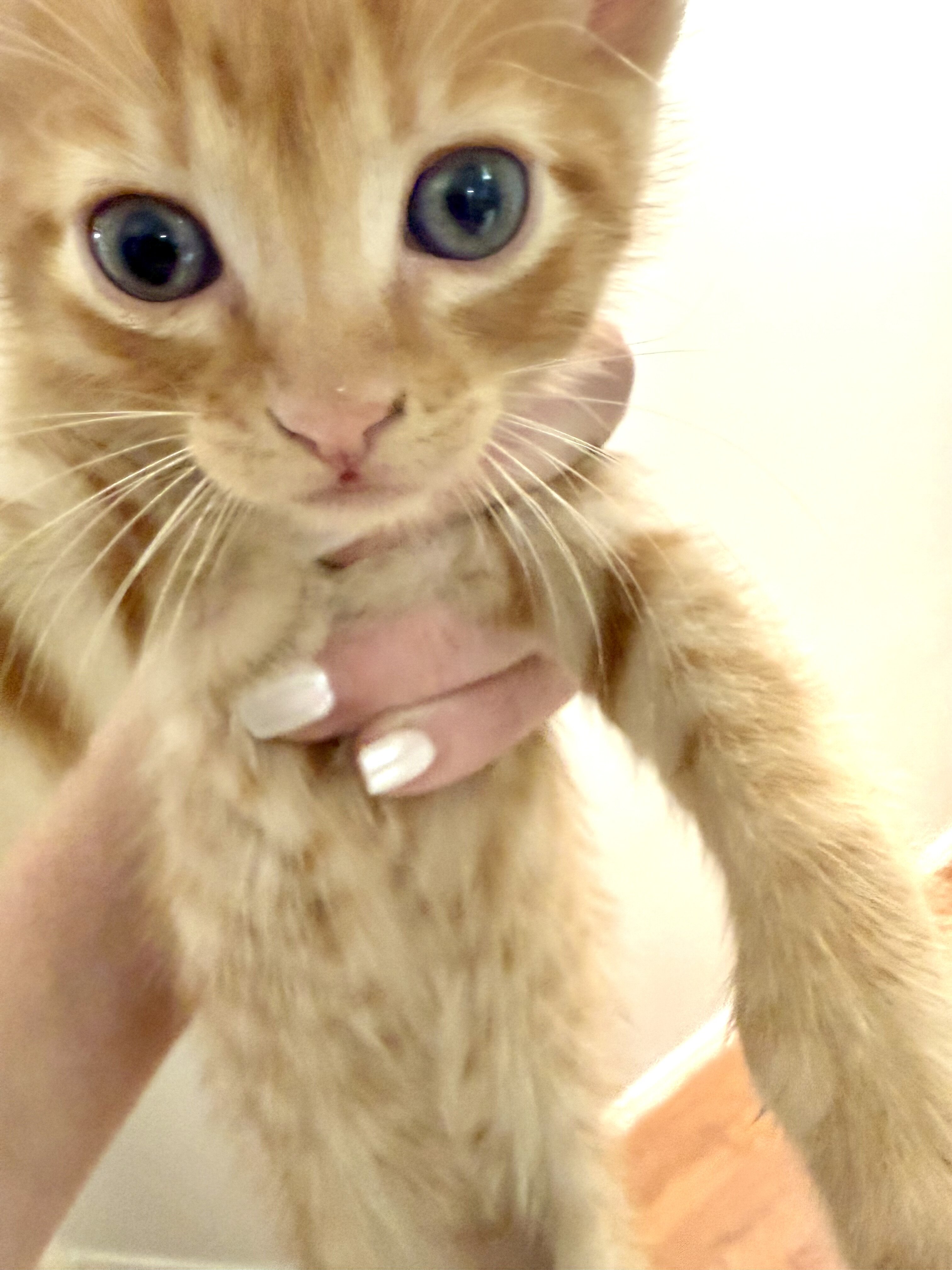 Adorable Kittens Available To Loving Home image 9