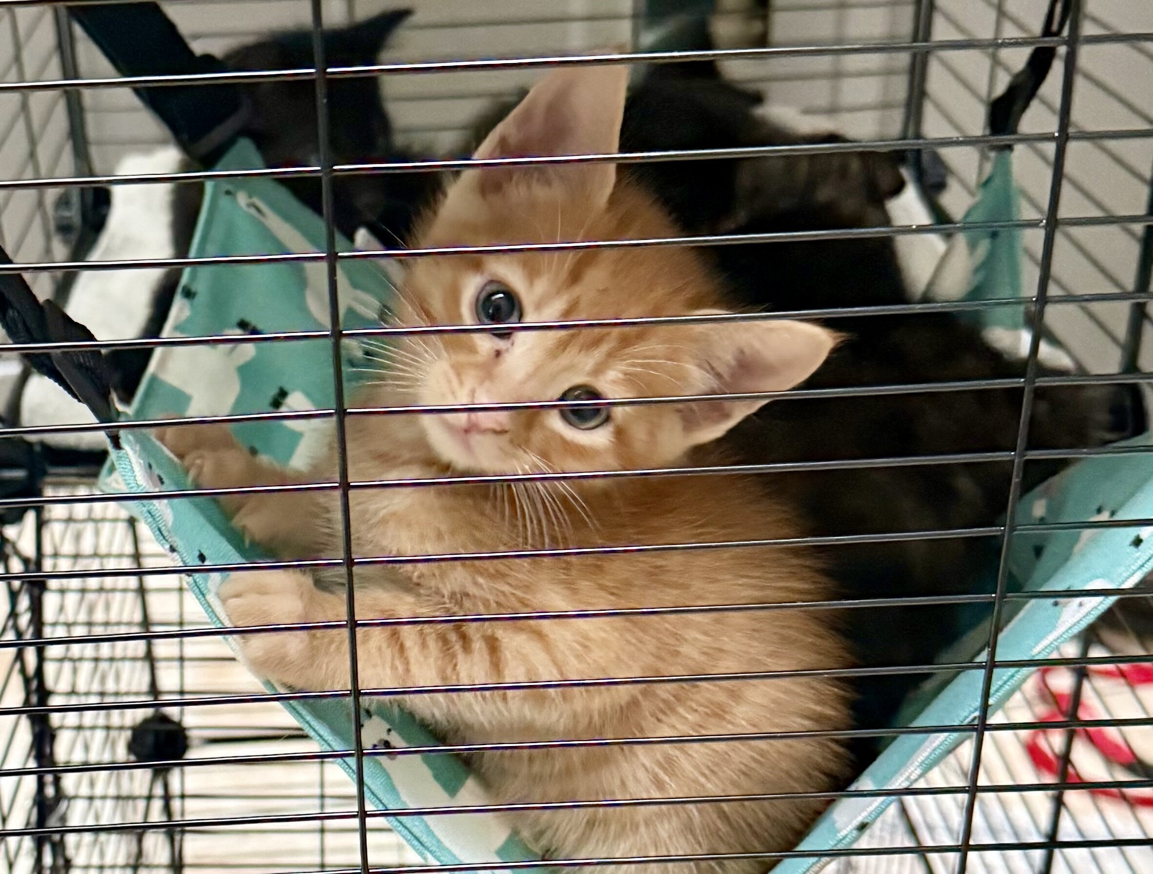 Adorable Kittens Available To Loving Home image 8