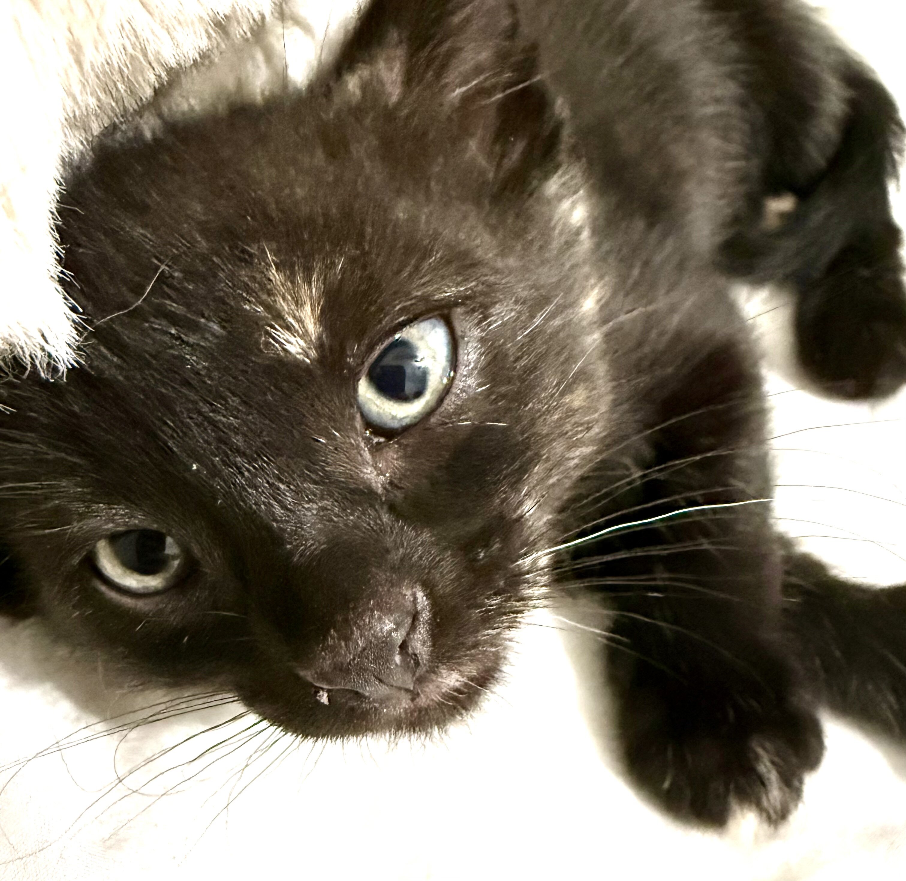 Adorable Kittens Available To Loving Home image 6