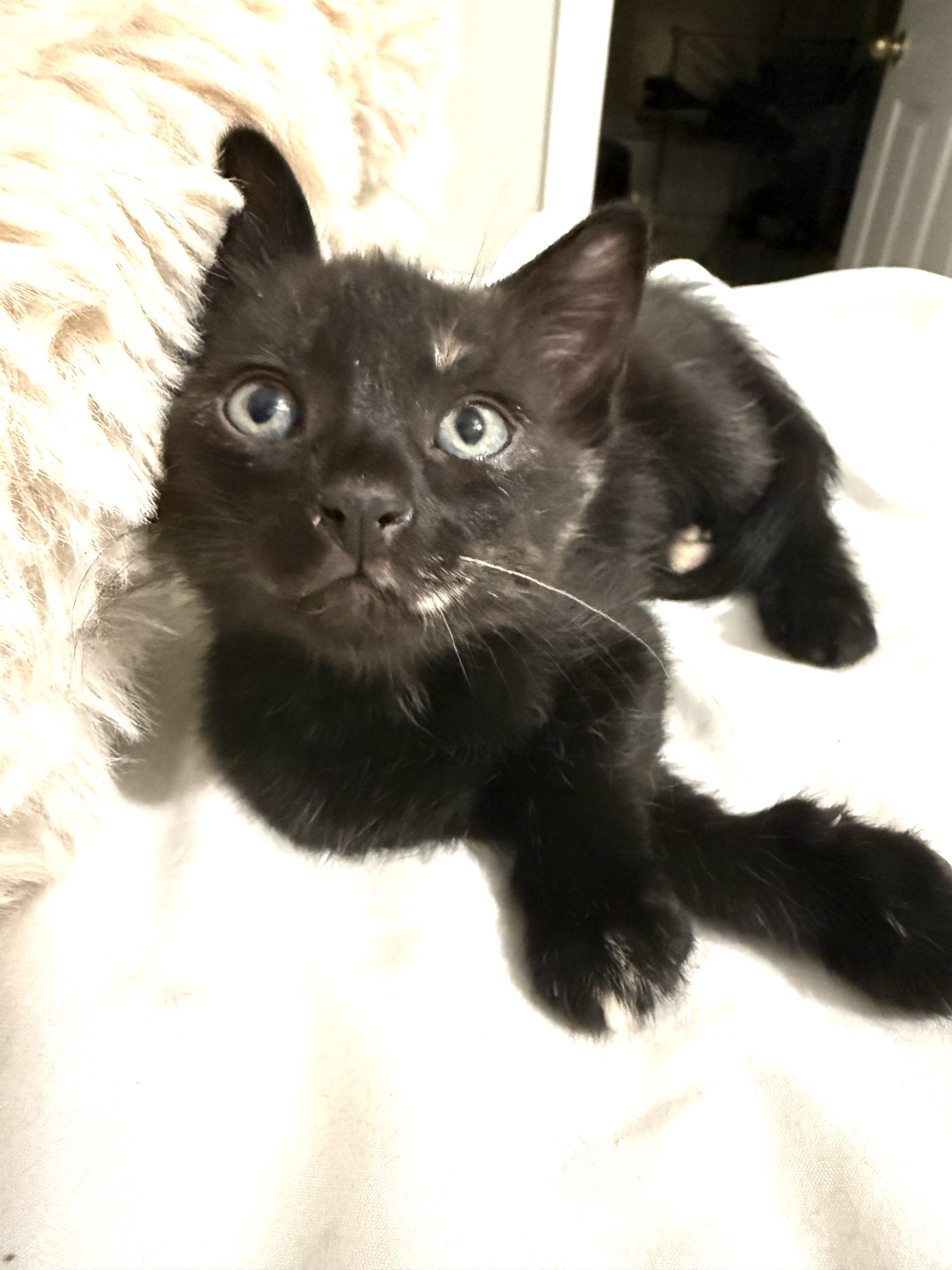 Adorable Kittens Available To Loving Home image 7