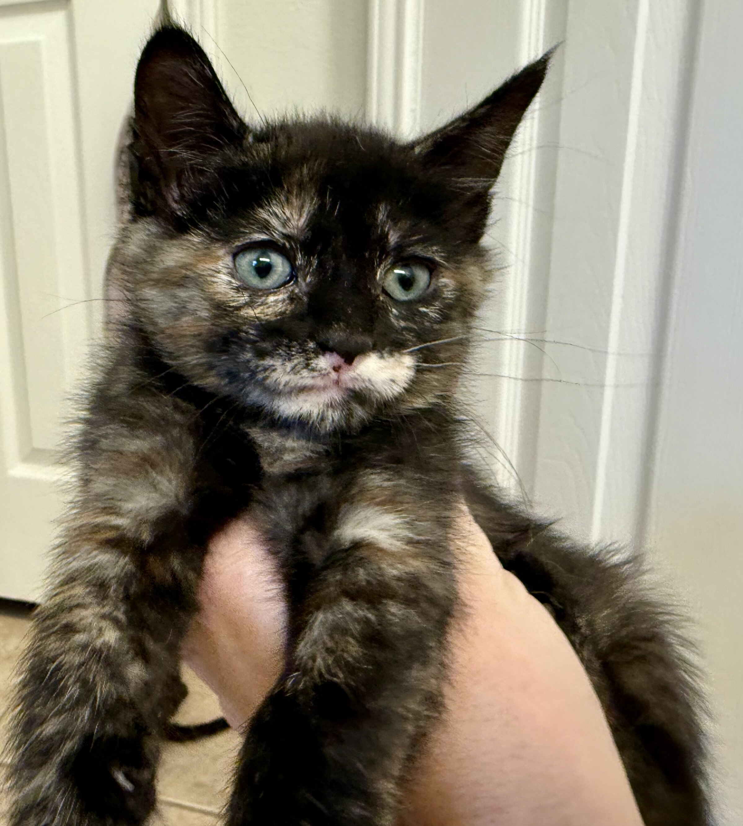 Adorable Kittens Available To Loving Home image 2