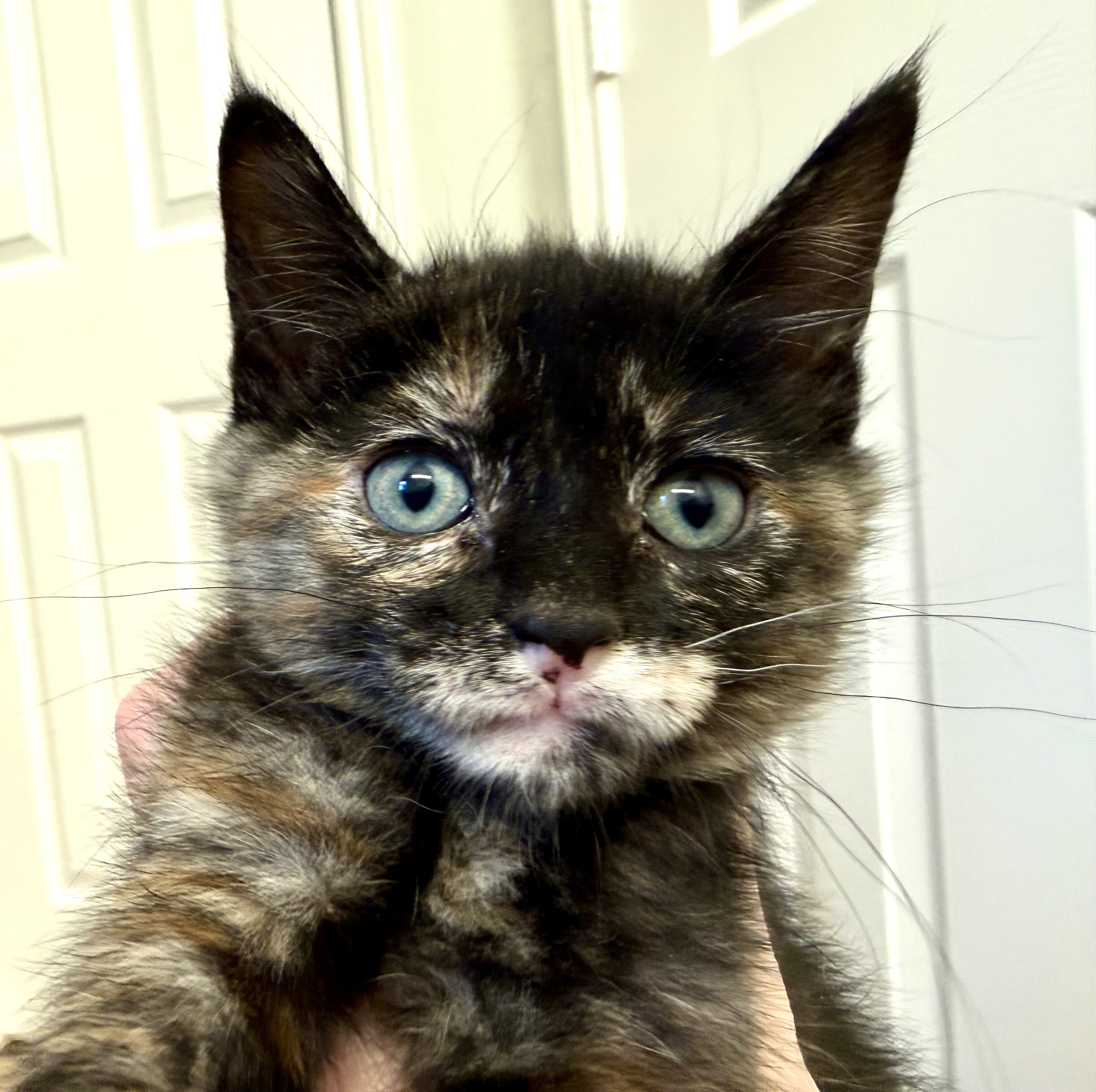 Adorable Kittens Available To Loving Home image 1