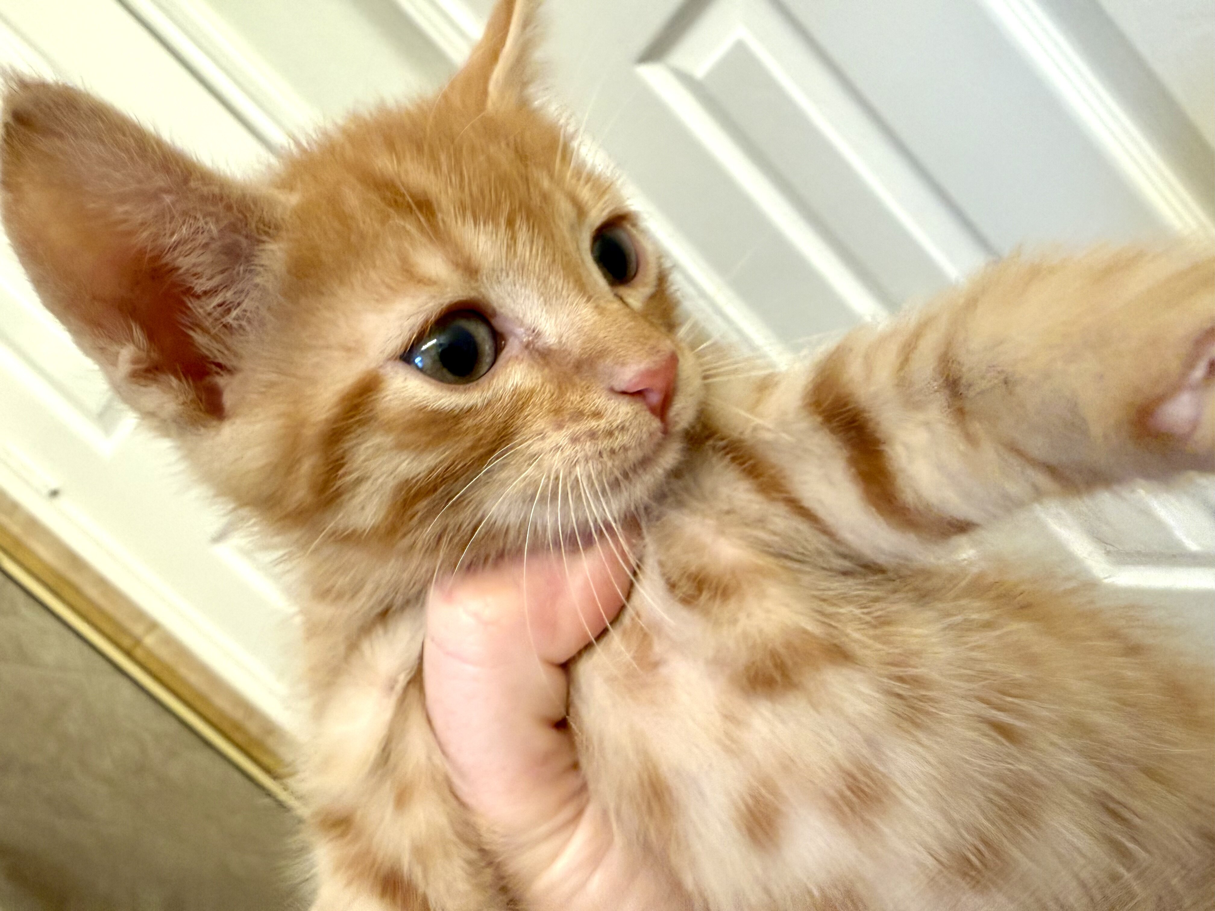 Adorable Kittens Available To Loving Home image 3