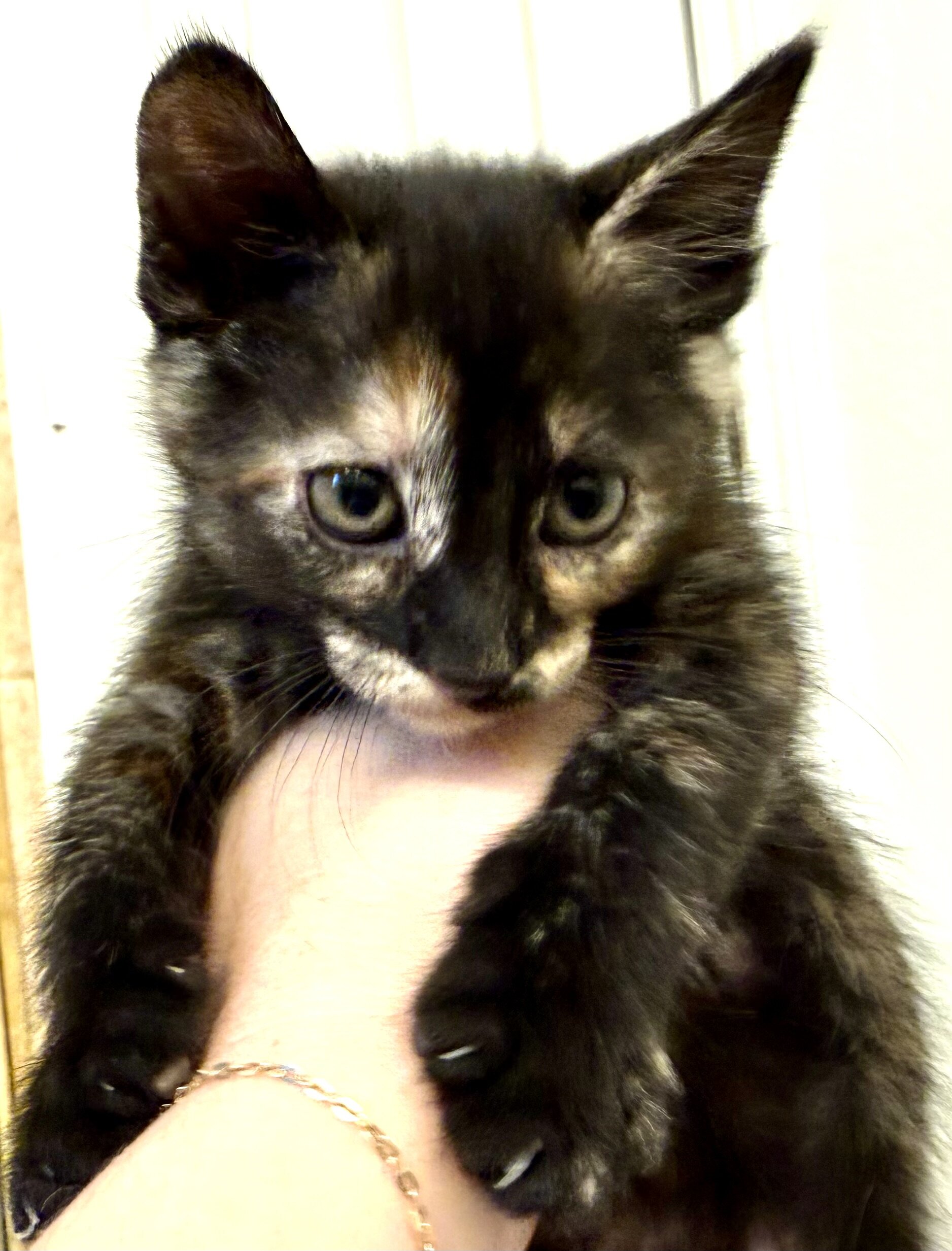 Adorable Kittens Available To Loving Home image 4