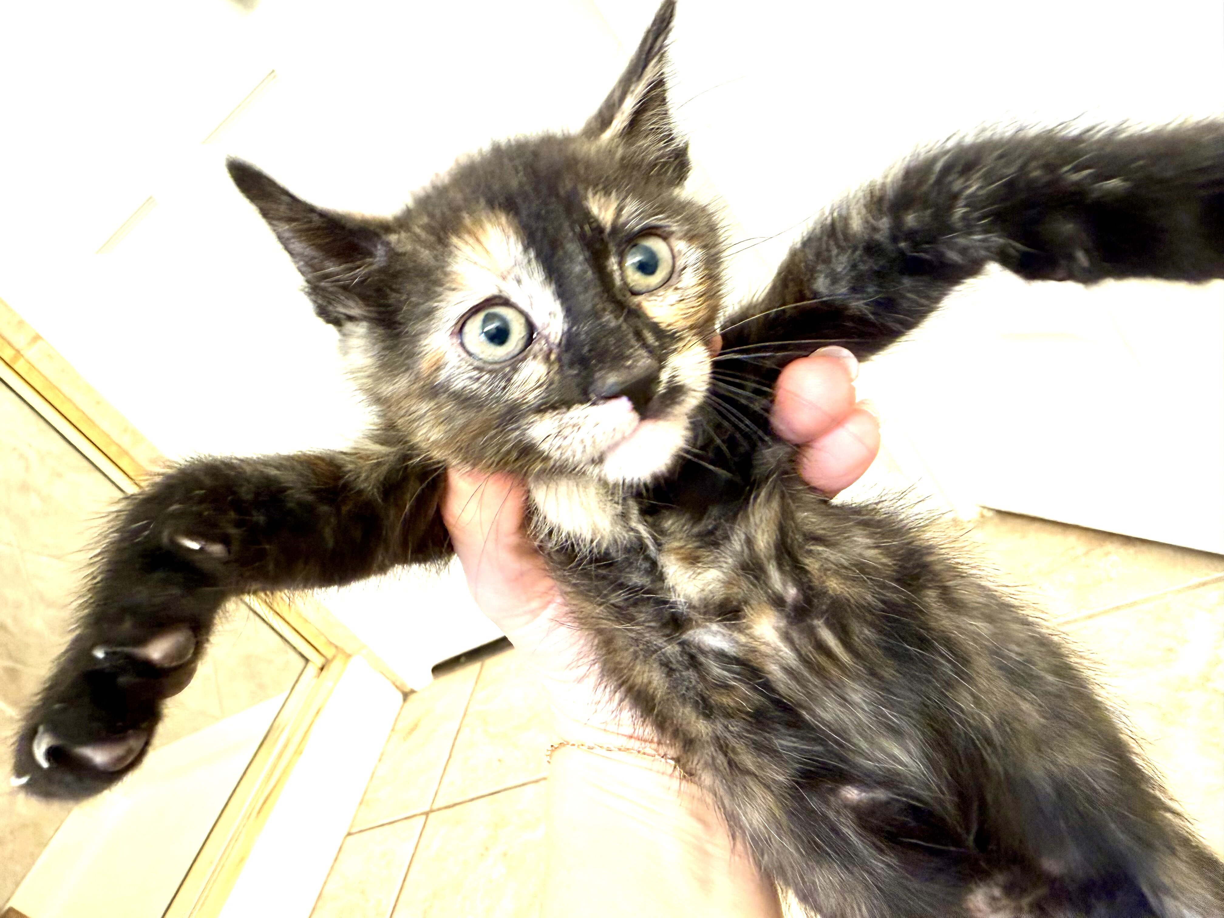 Adorable Kittens Available To Loving Home image 5