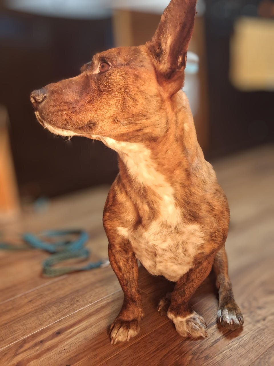 Dog image 1
