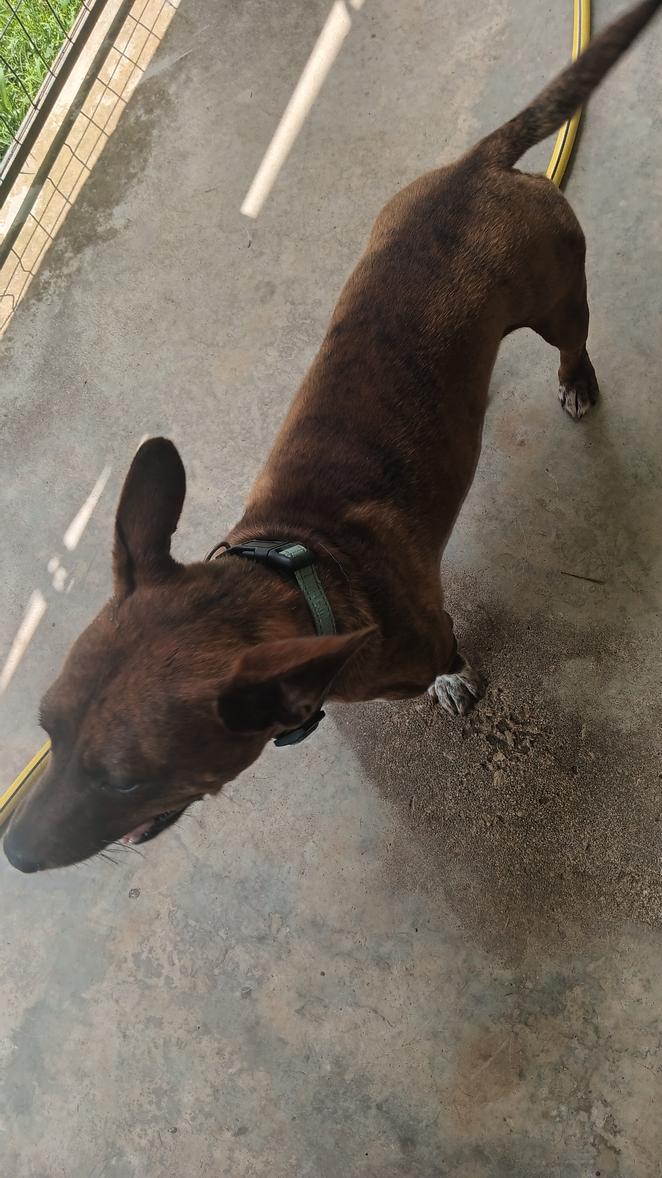 Dog image 4