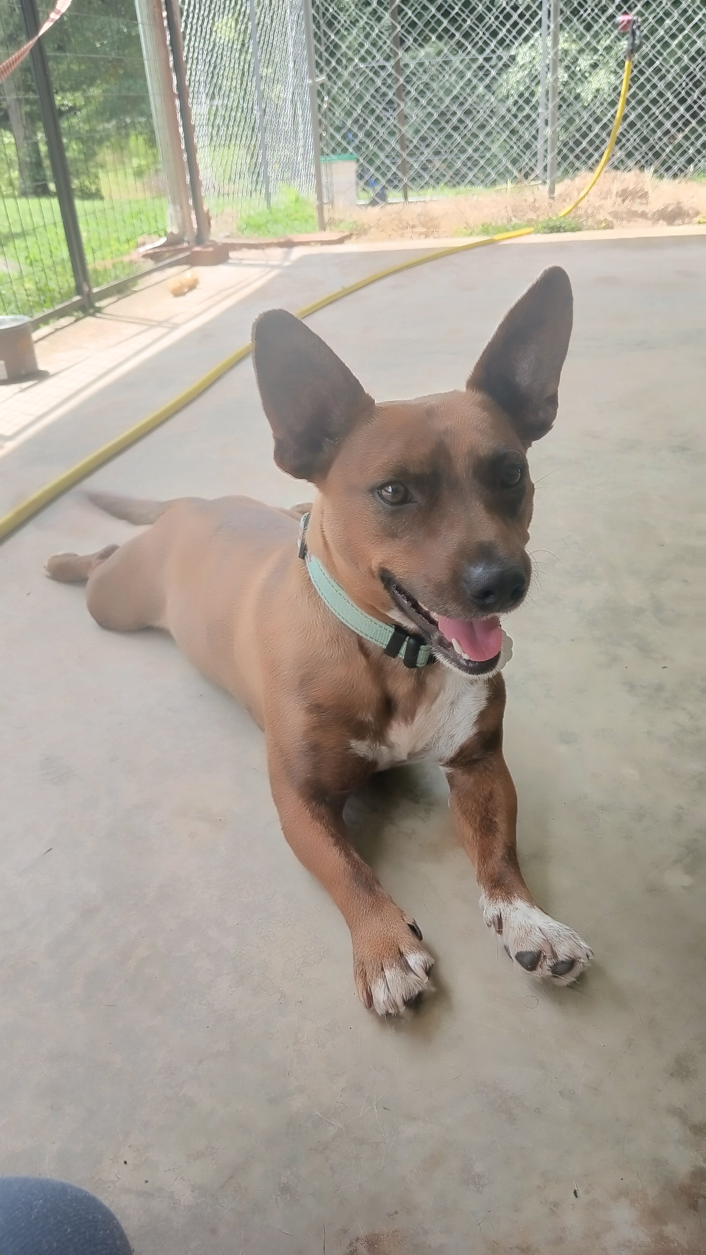 Dog image 2