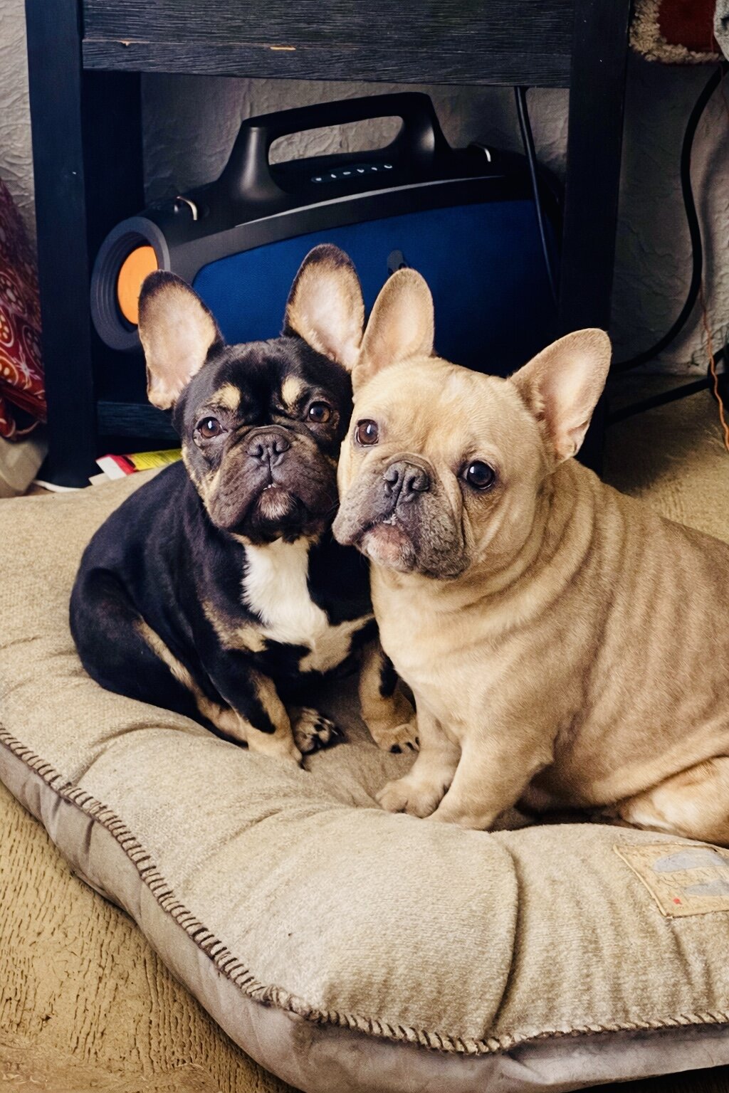 French bulldog image 1