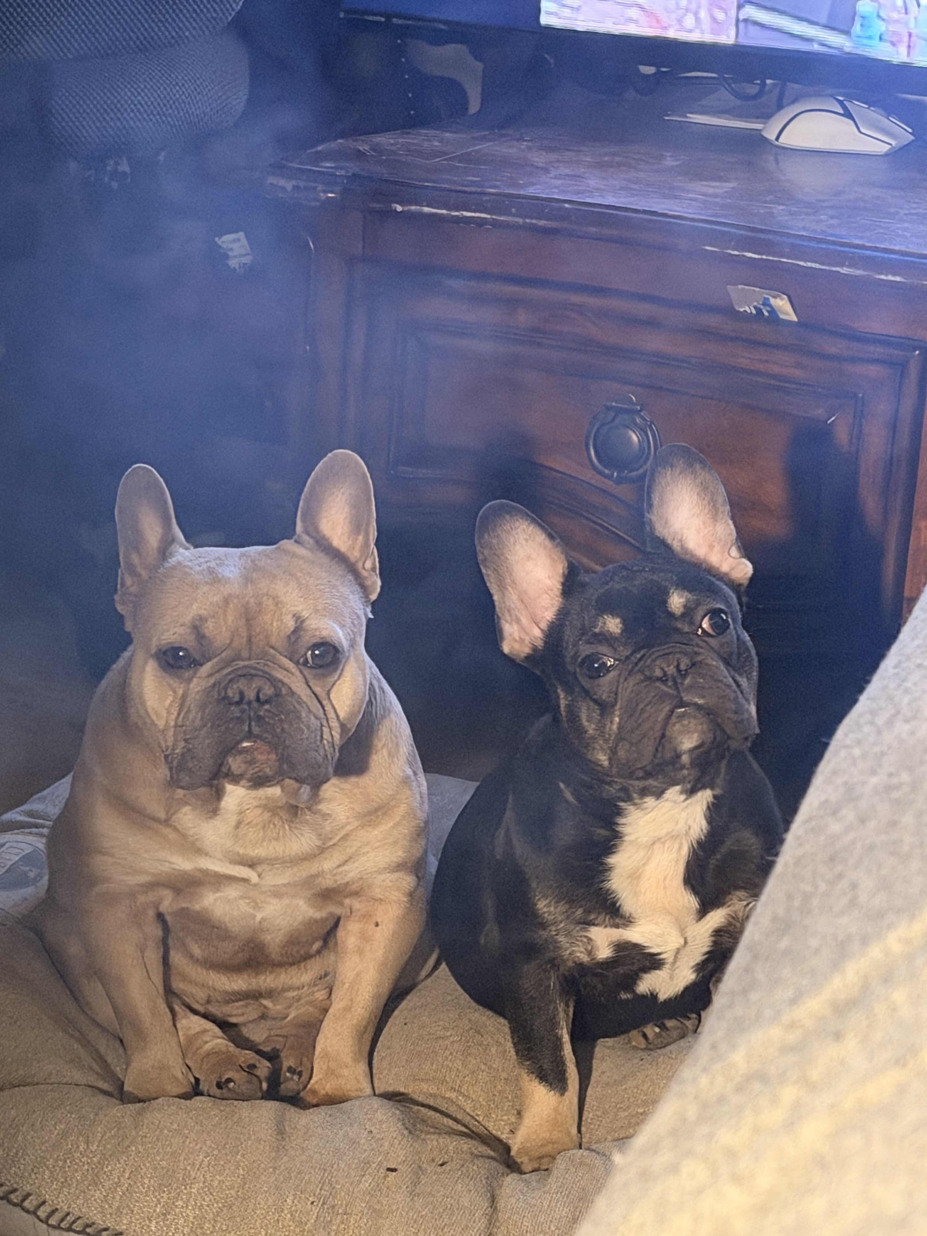 French bulldog image 2