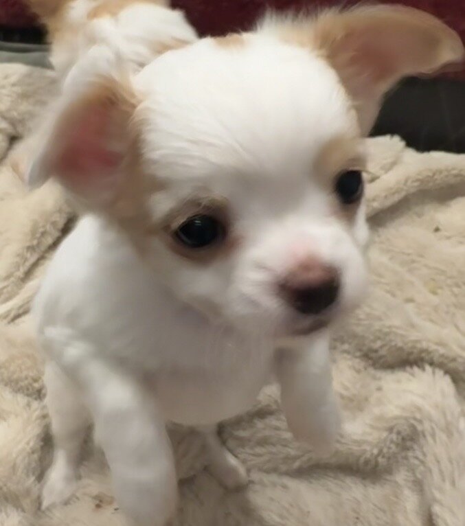 2 Adorable Long Haired Apple Head Chihuahua image 3