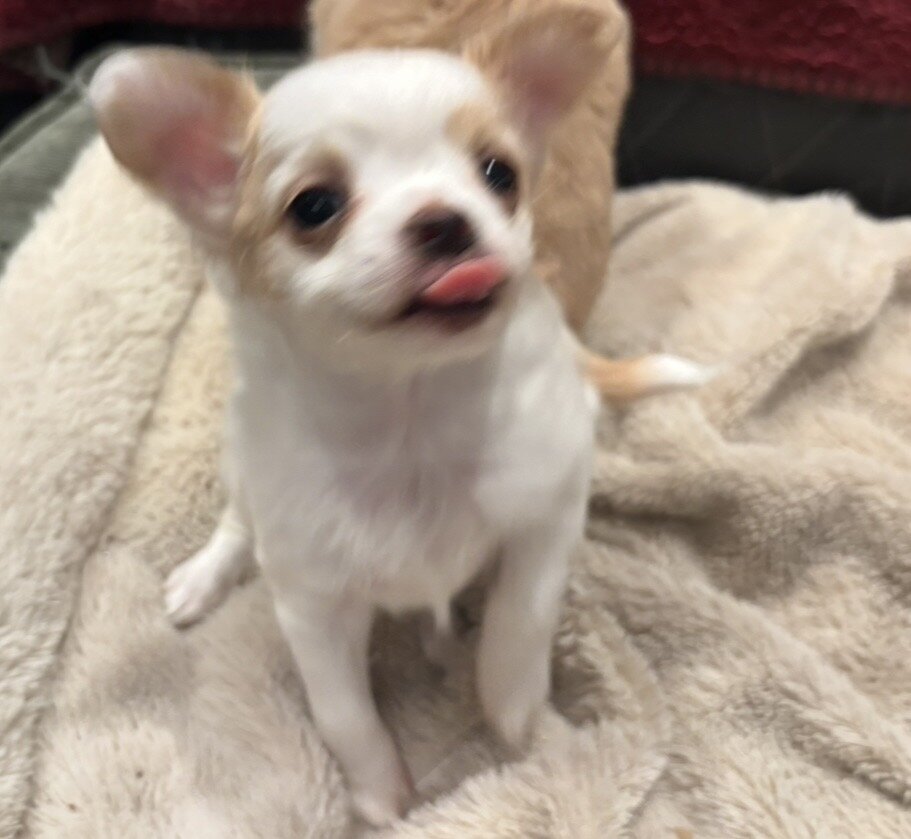 2 Adorable Long Haired Apple Head Chihuahua image 2