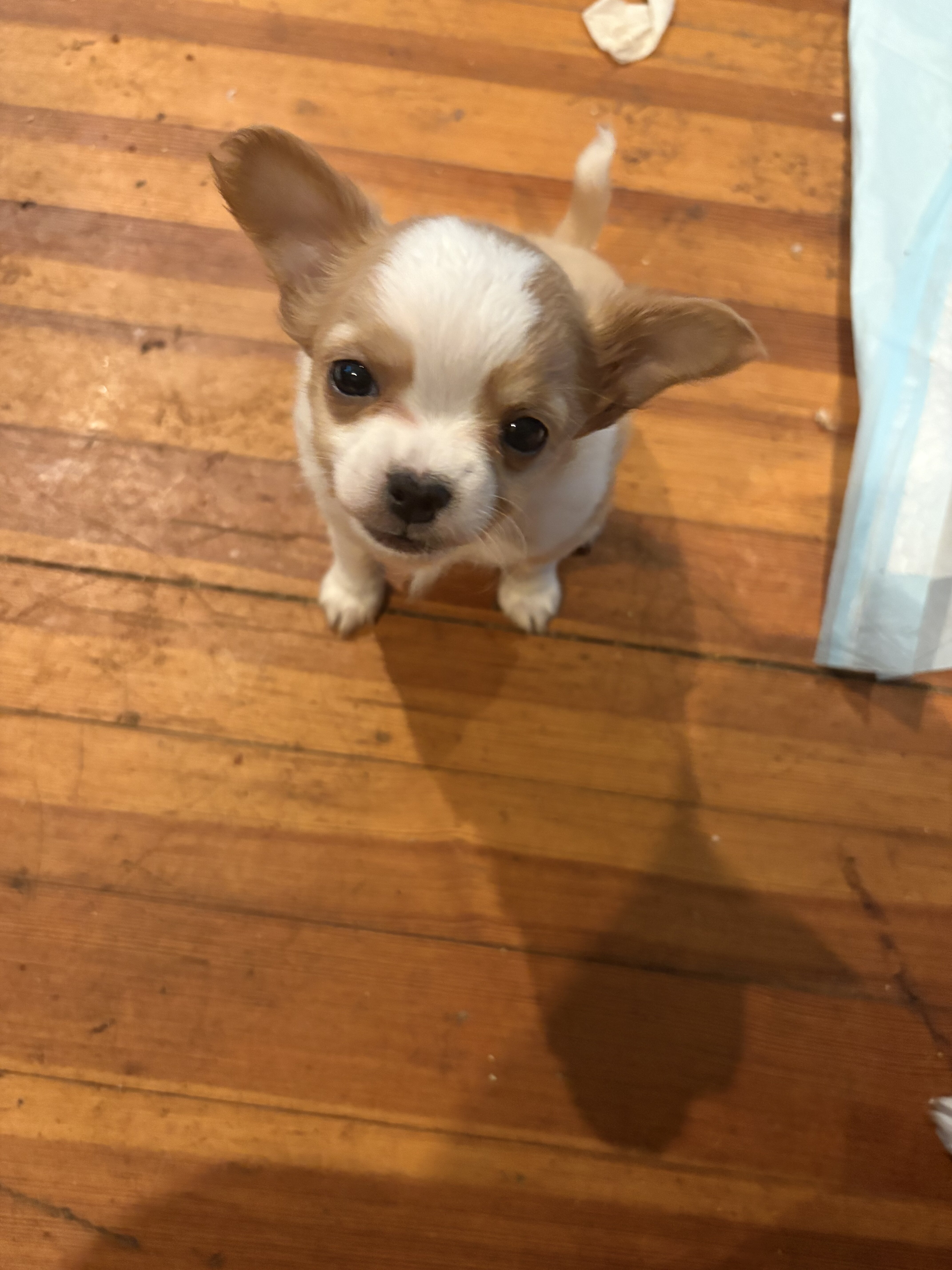 2 Adorable Long Haired Apple Head Chihuahua image 1