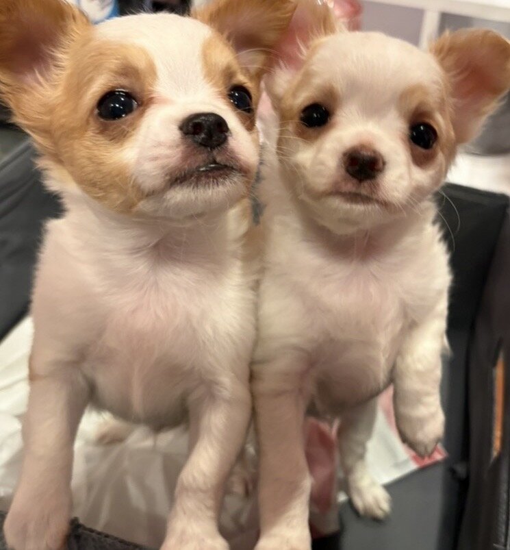 2 Adorable Long Haired Apple Head Chihuahua image 5