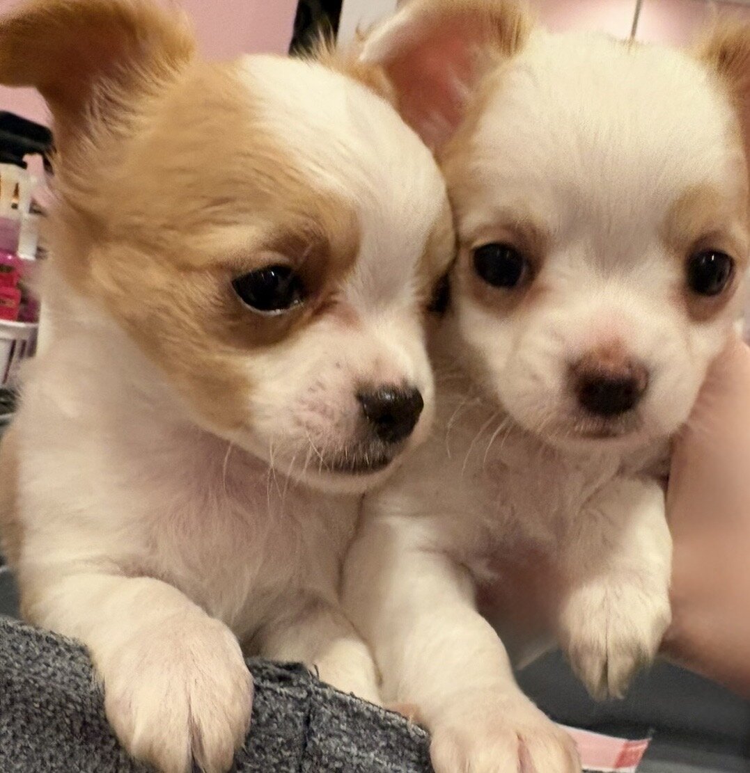 2 Adorable Long Haired Apple Head Chihuahua image 6