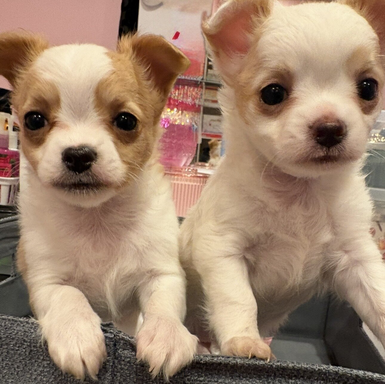 2 Adorable Long Haired Apple Head Chihuahua image 4