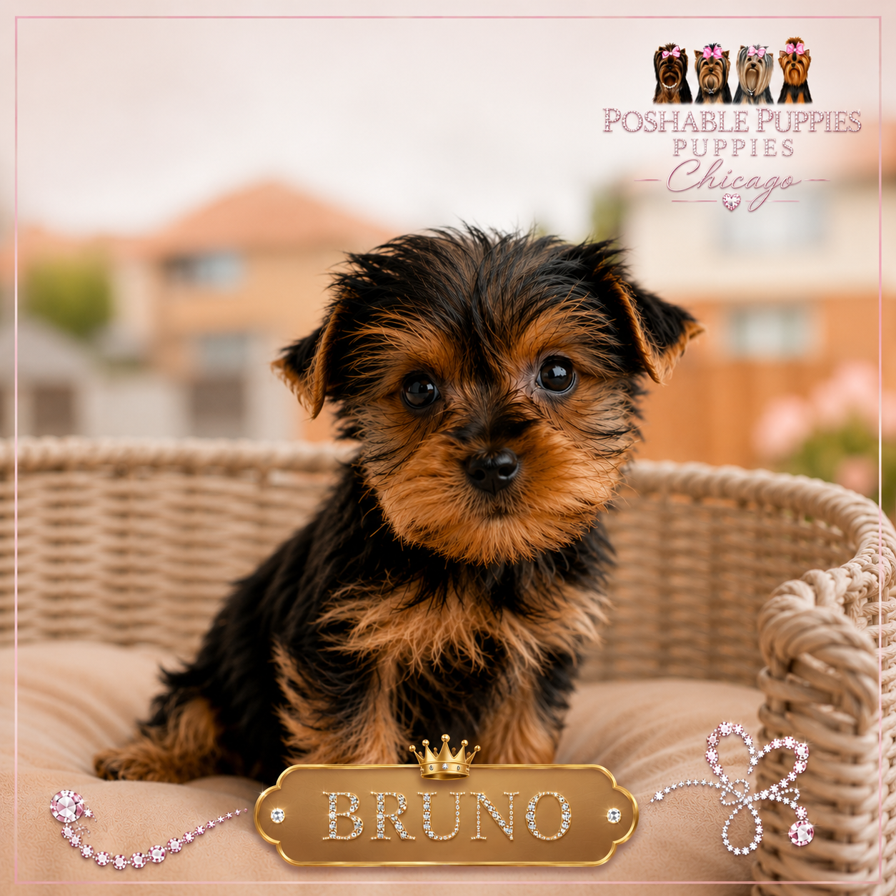 Yorkie puppies image 4