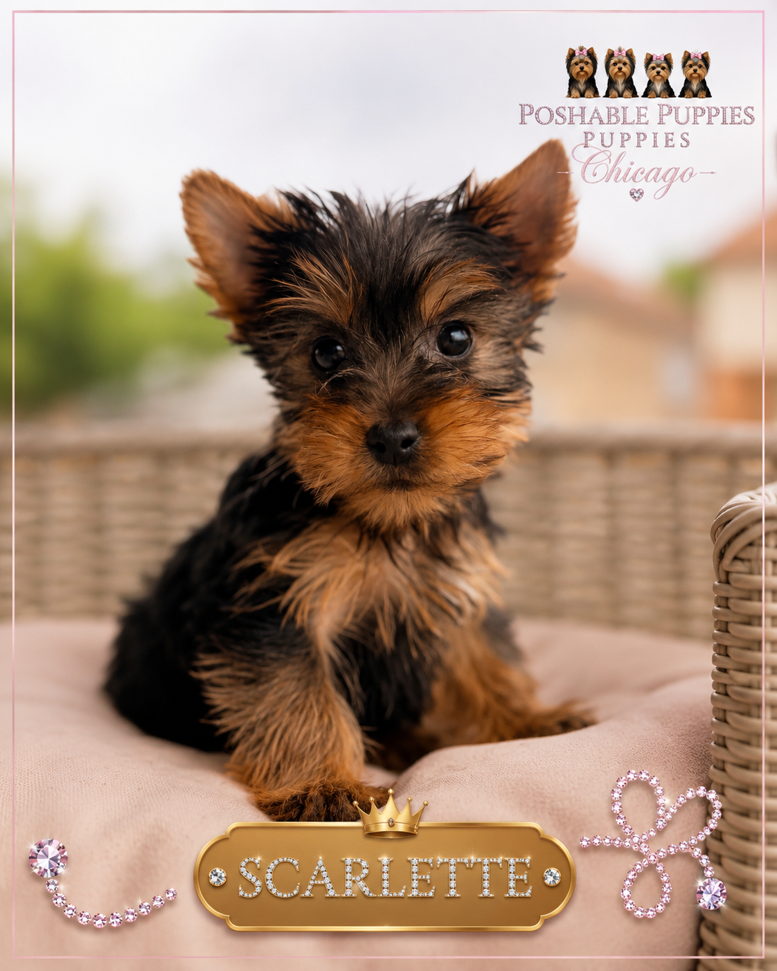 Yorkie puppies image 3