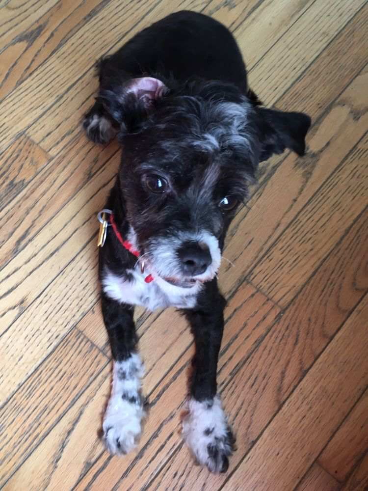 Duke - shorkie image 1