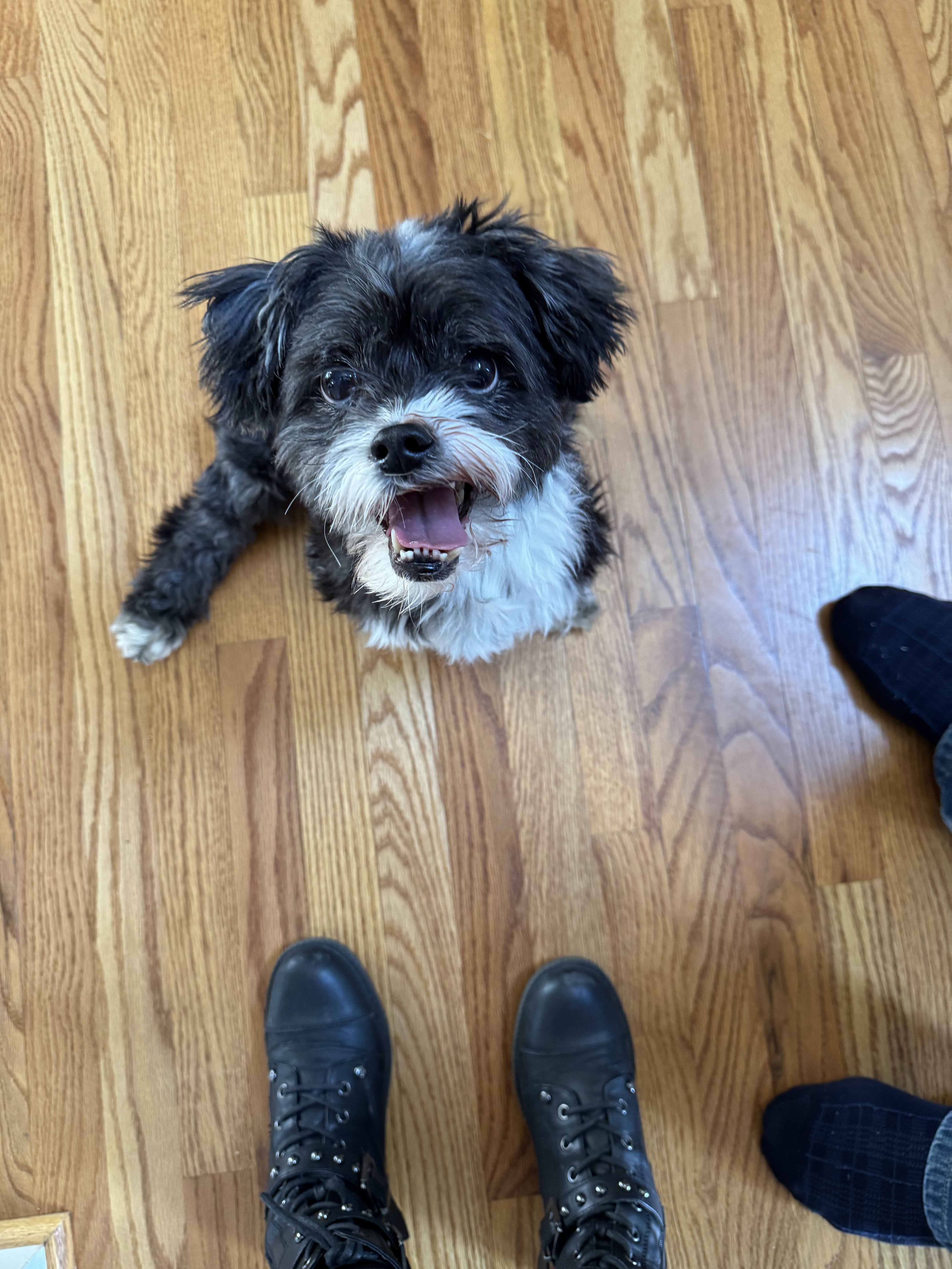 Duke - shorkie image 3