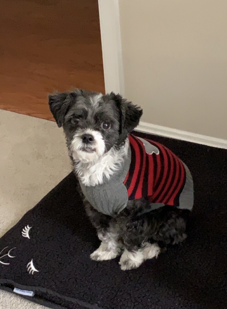 Duke - shorkie image 2