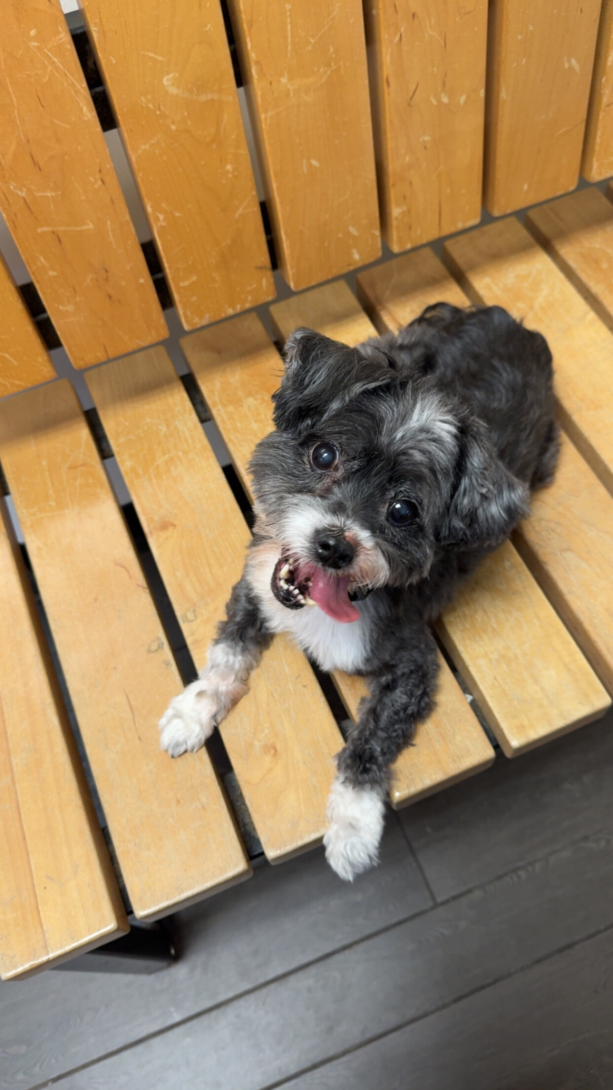 Duke - shorkie image 4