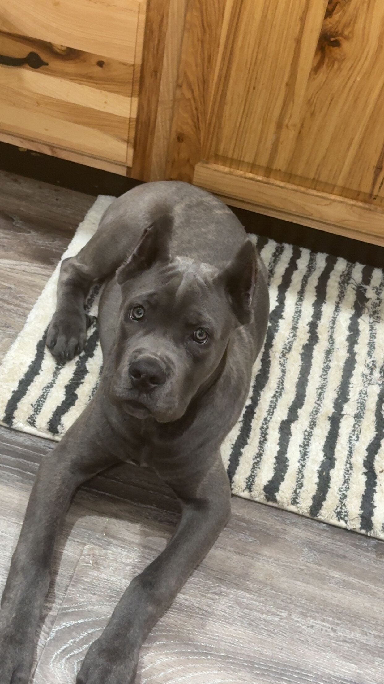 Cane Corso image 1