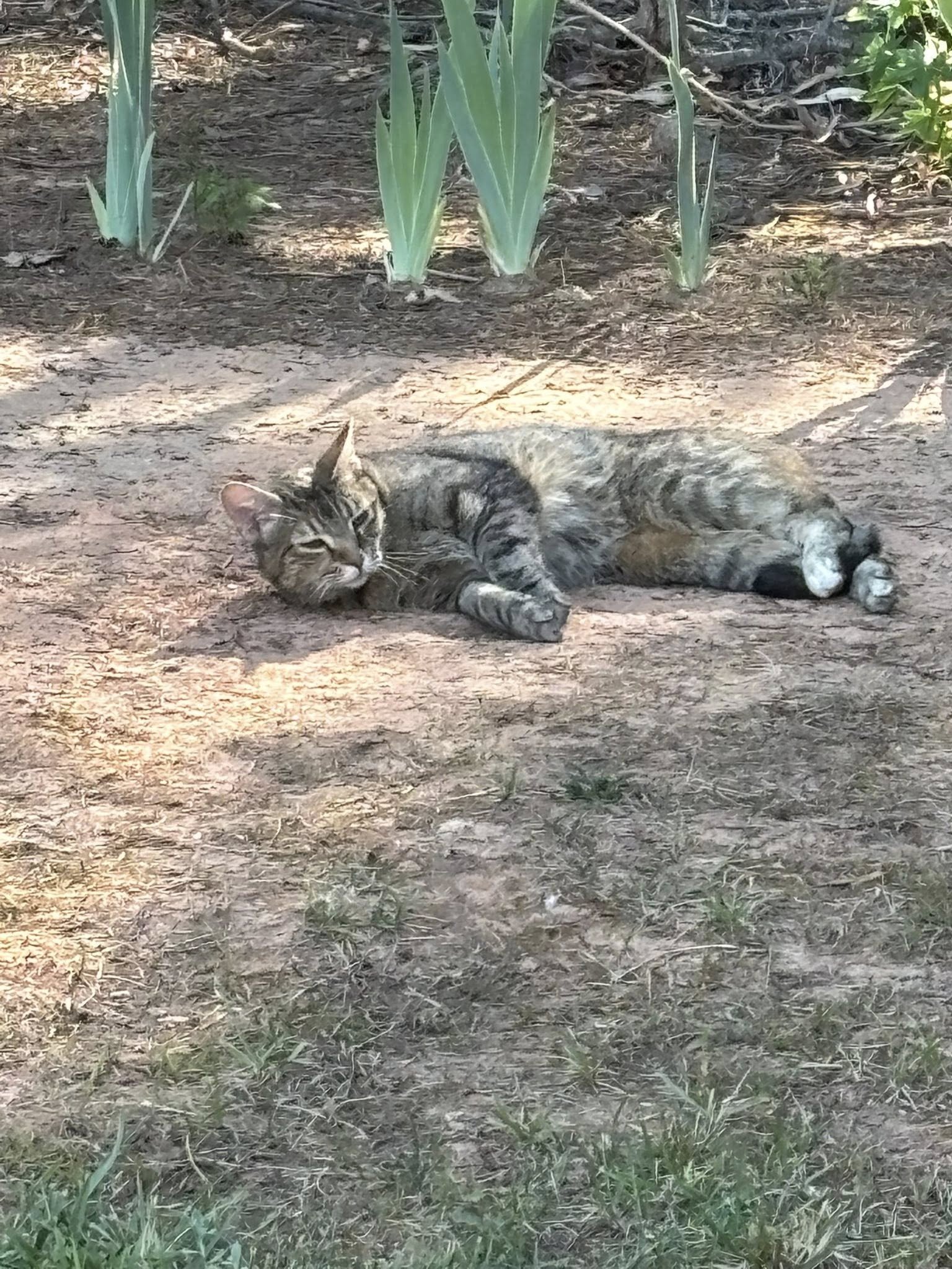 Free young femaie tabby image 2