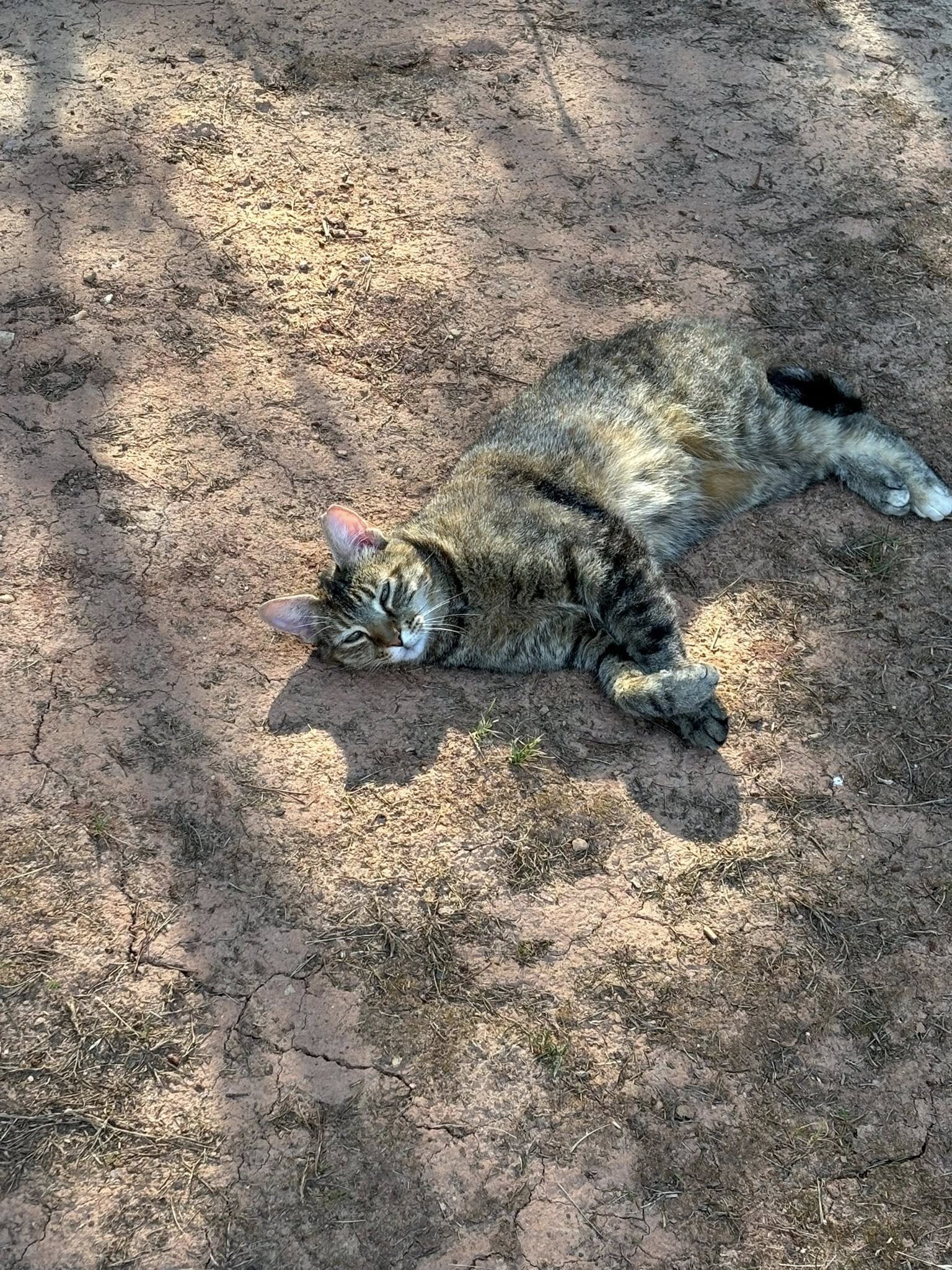 Free young femaie tabby image 3