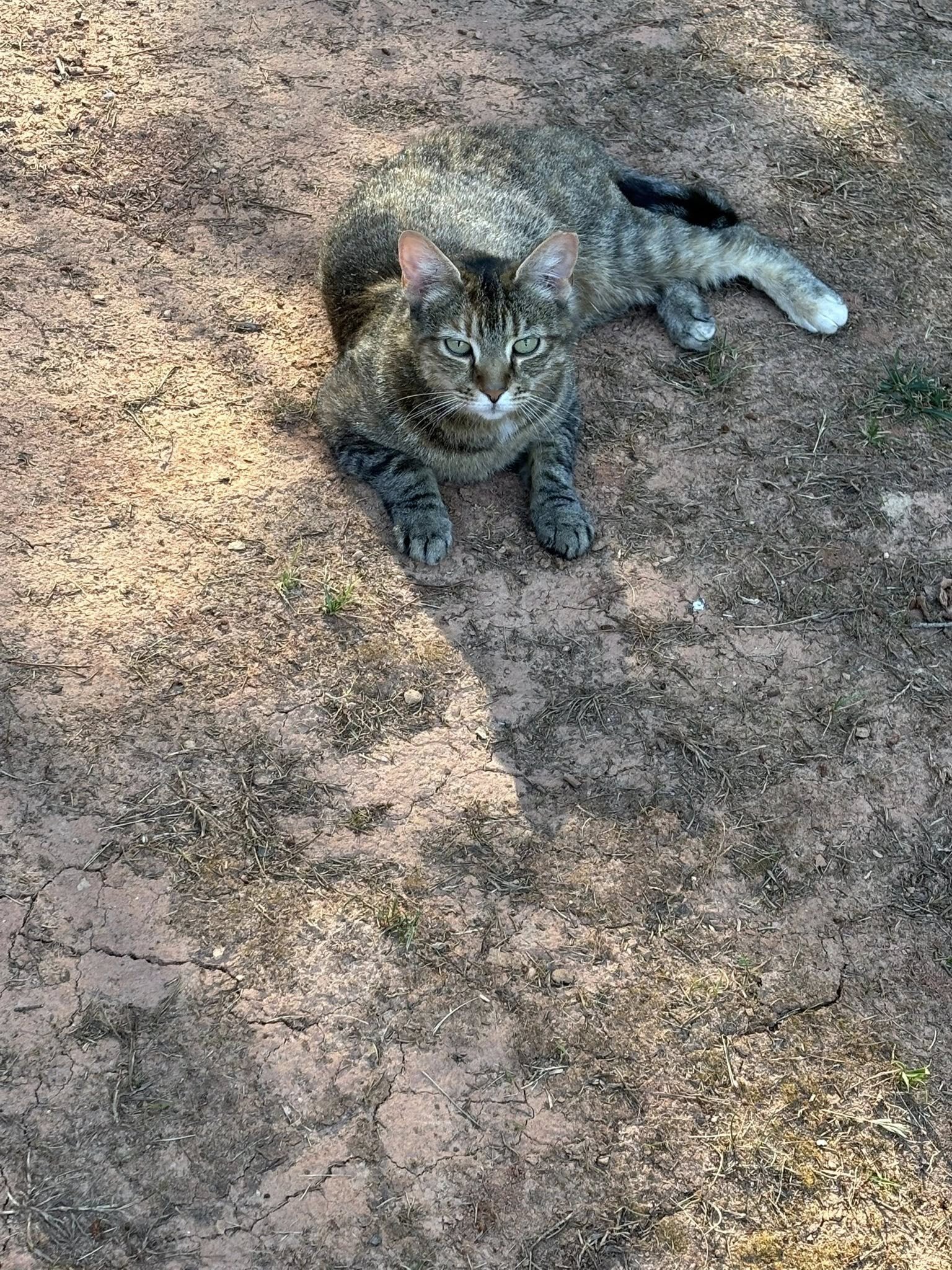 Free young femaie tabby image 4