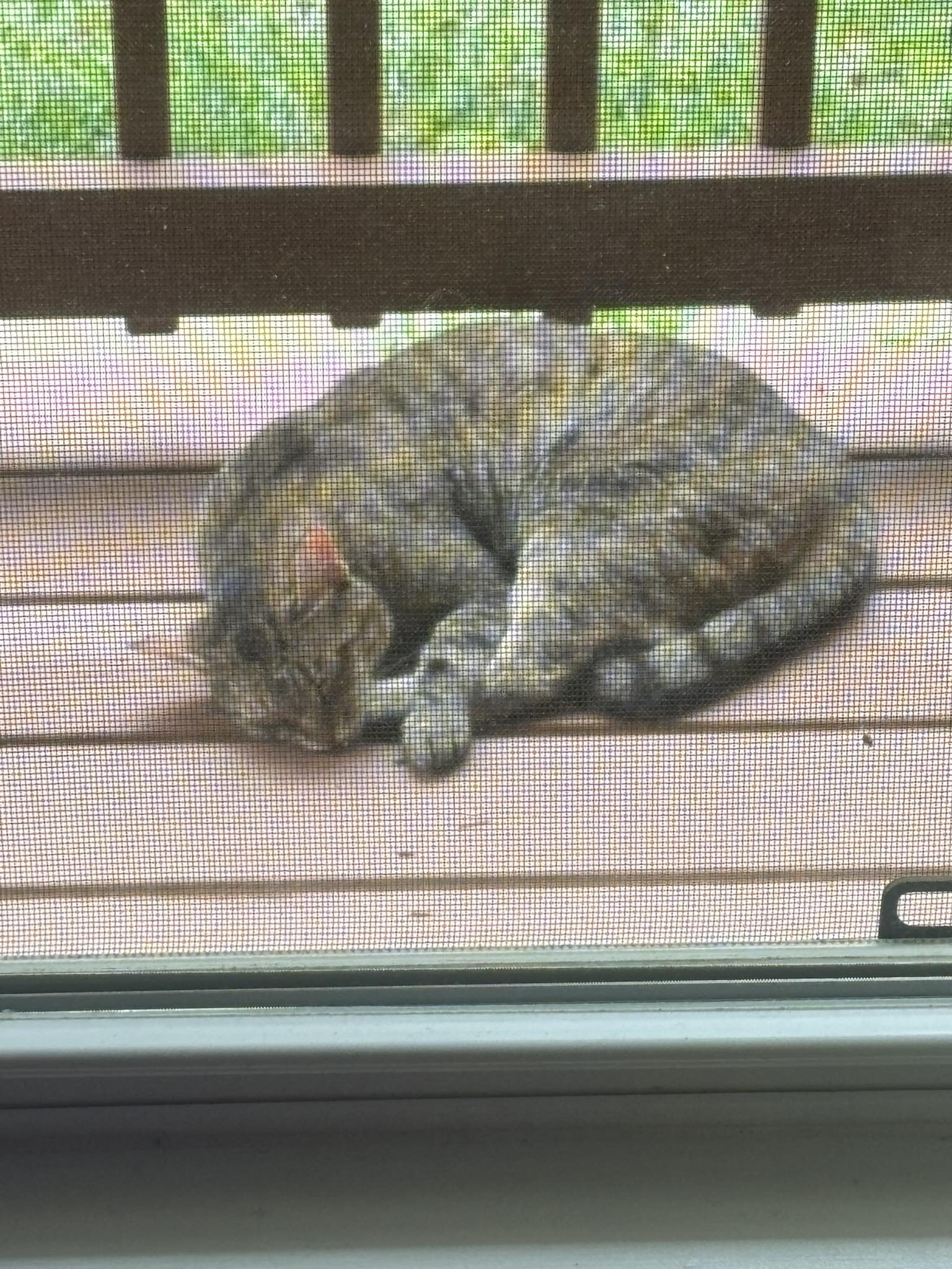 Free young femaie tabby image 1