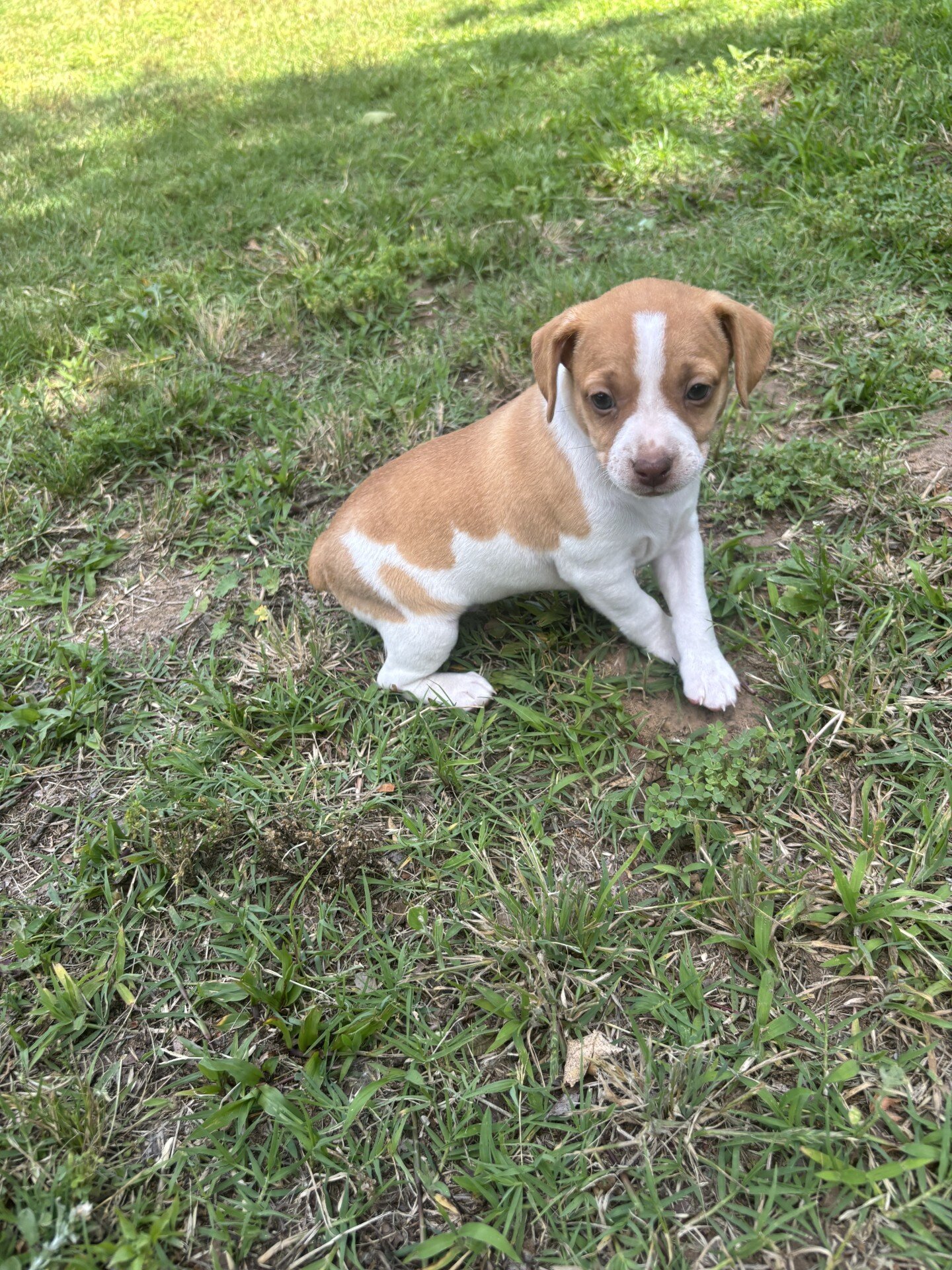 Rat Terrier Puppies image 2