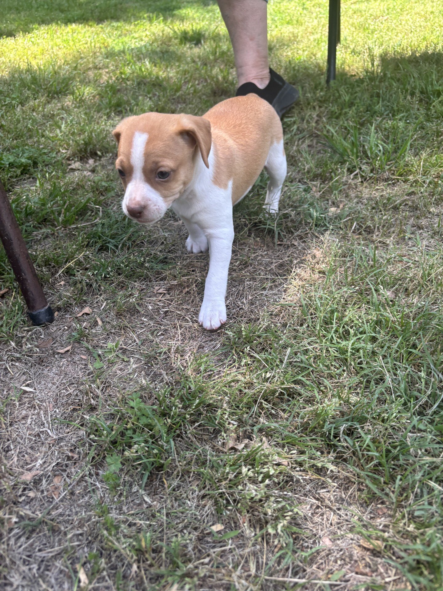 Rat Terrier Puppies image 5
